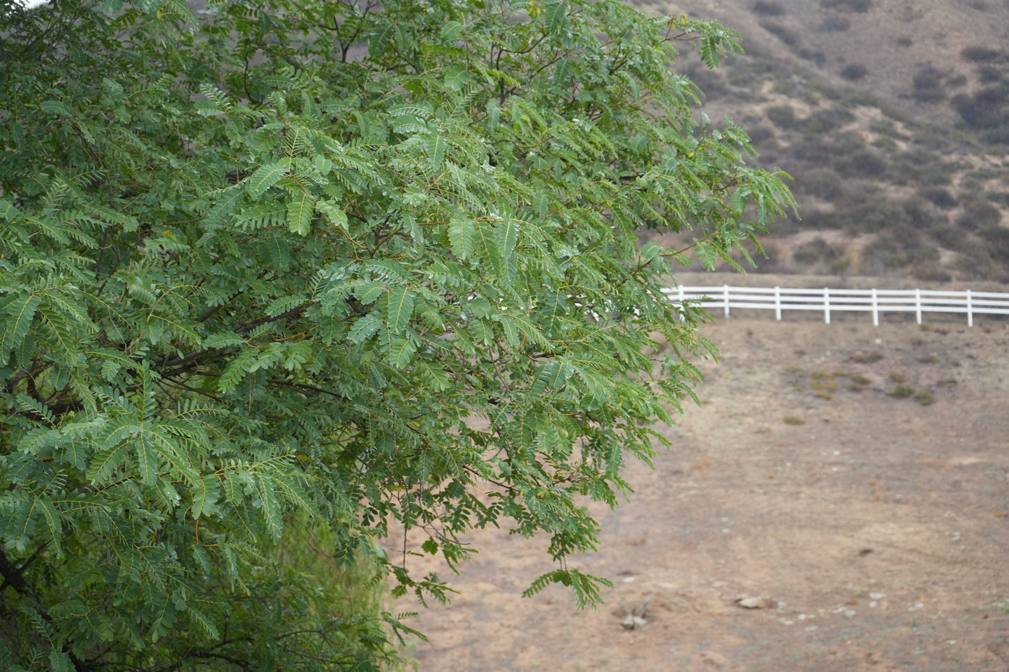 Argentine Mesquite (Prosopis alba): Fast-Growing, Drought-Tolerant Shade