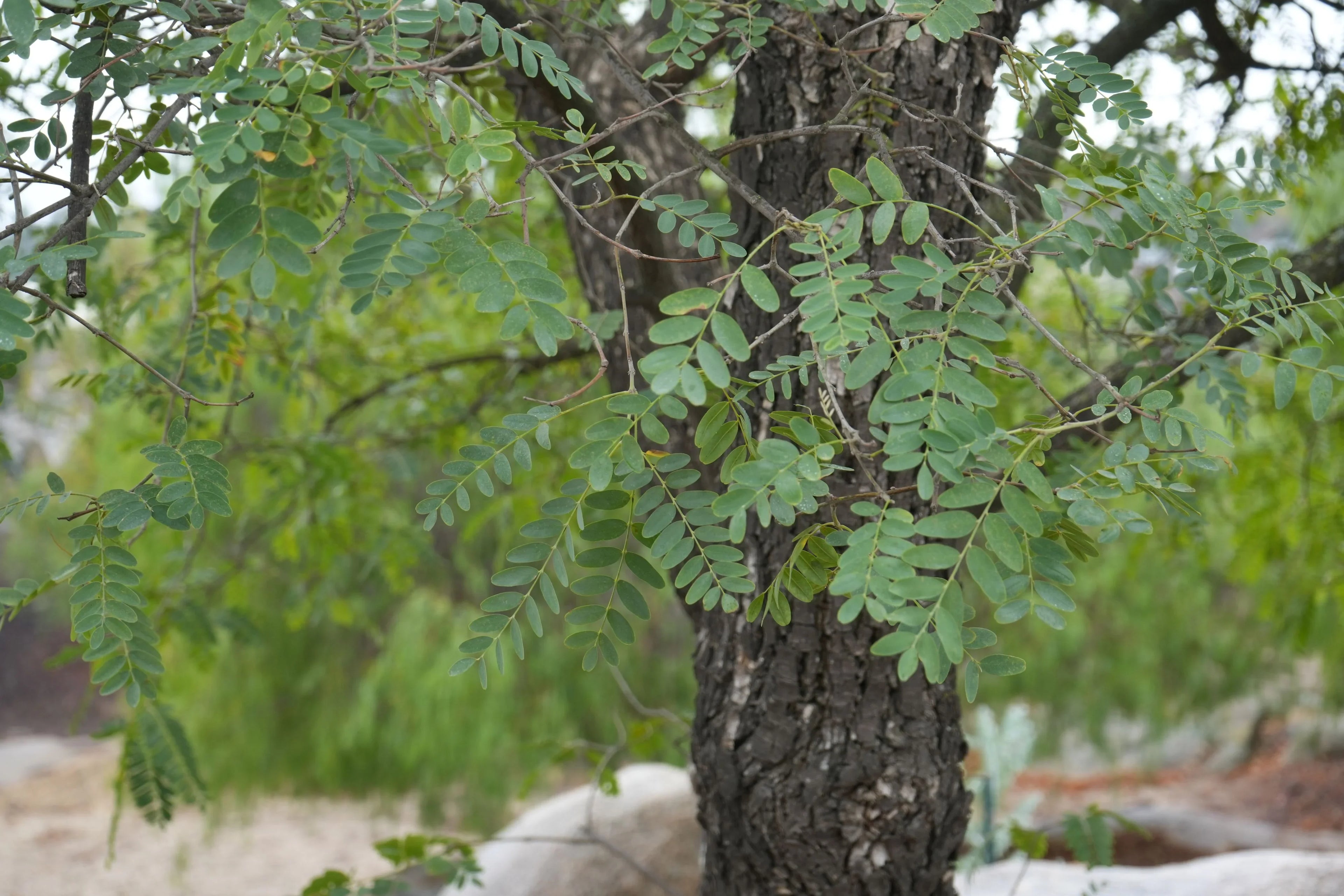 Argentine mesquite tree with textured bark and pinnate green leaves in outdoor setting