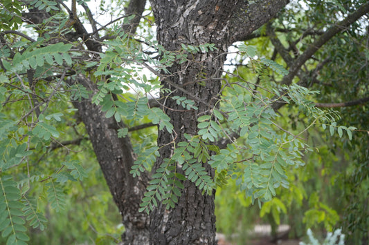 Argentine Mesquite (Prosopis alba): Fast-Growing, Drought-Tolerant Shade