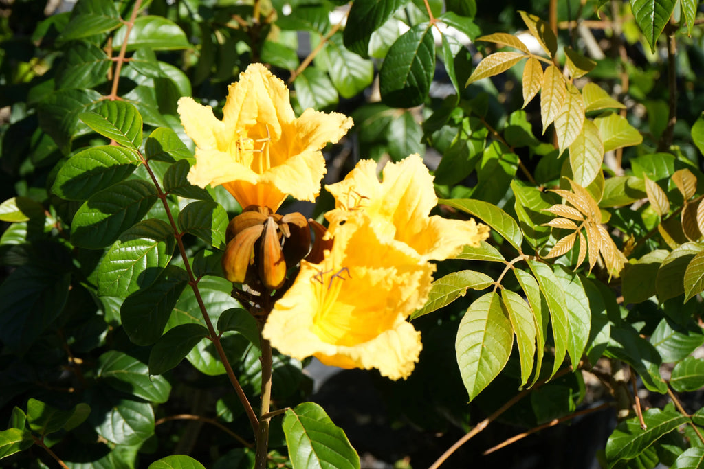 Bright yellow Spathodea flowers blooming among glossy green leaves outdoors