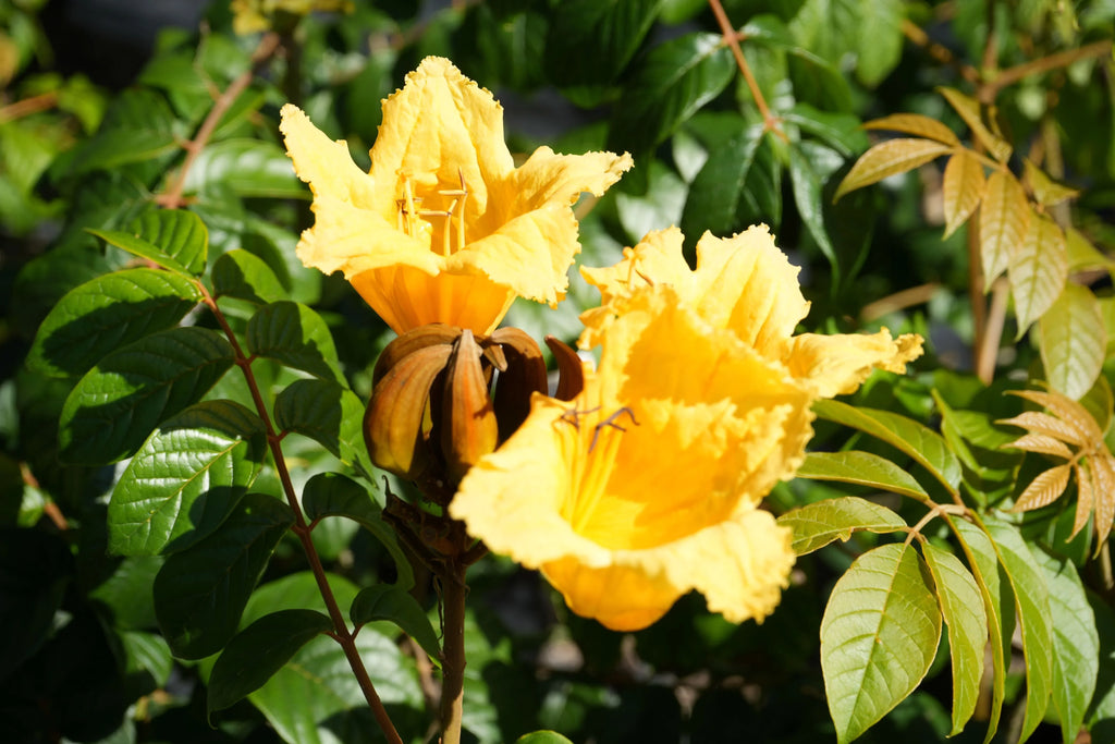 Bright yellow Spathodea campanulata flowers with green foliage outdoors