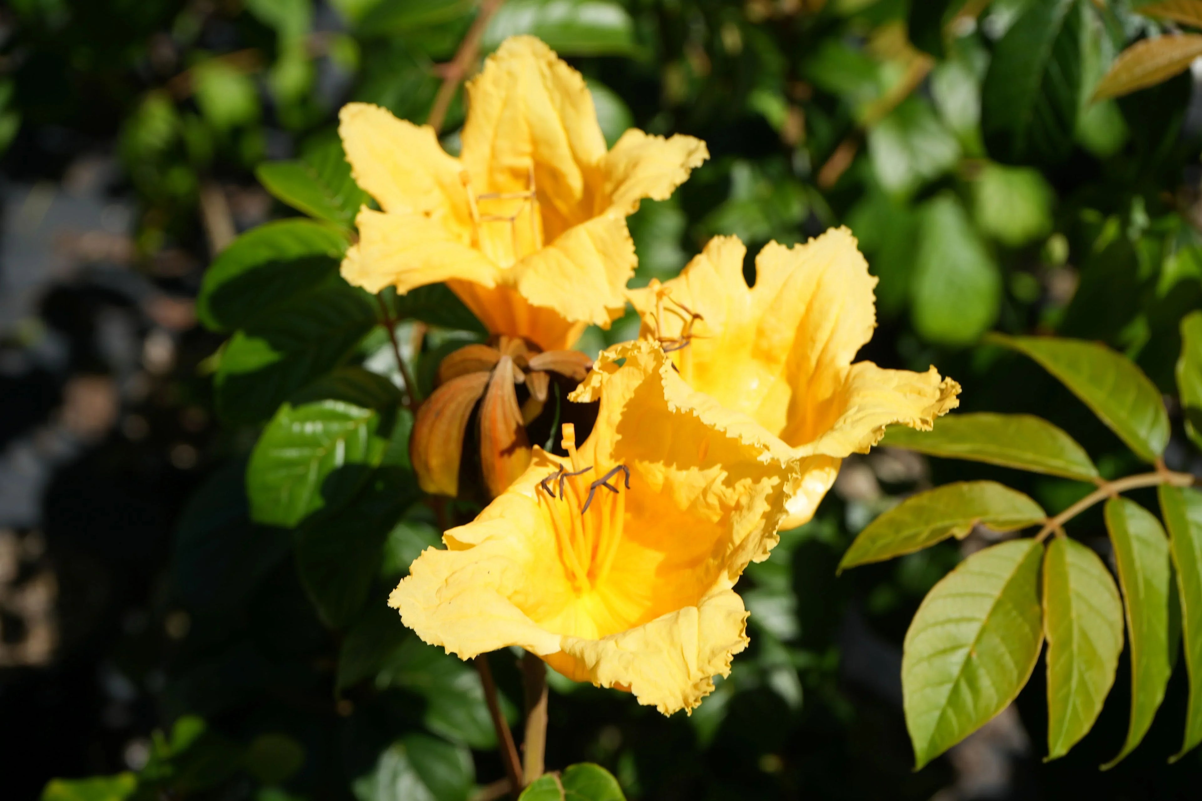 Bright yellow Spathodea tulip tree flowers with green leaves in sunlight