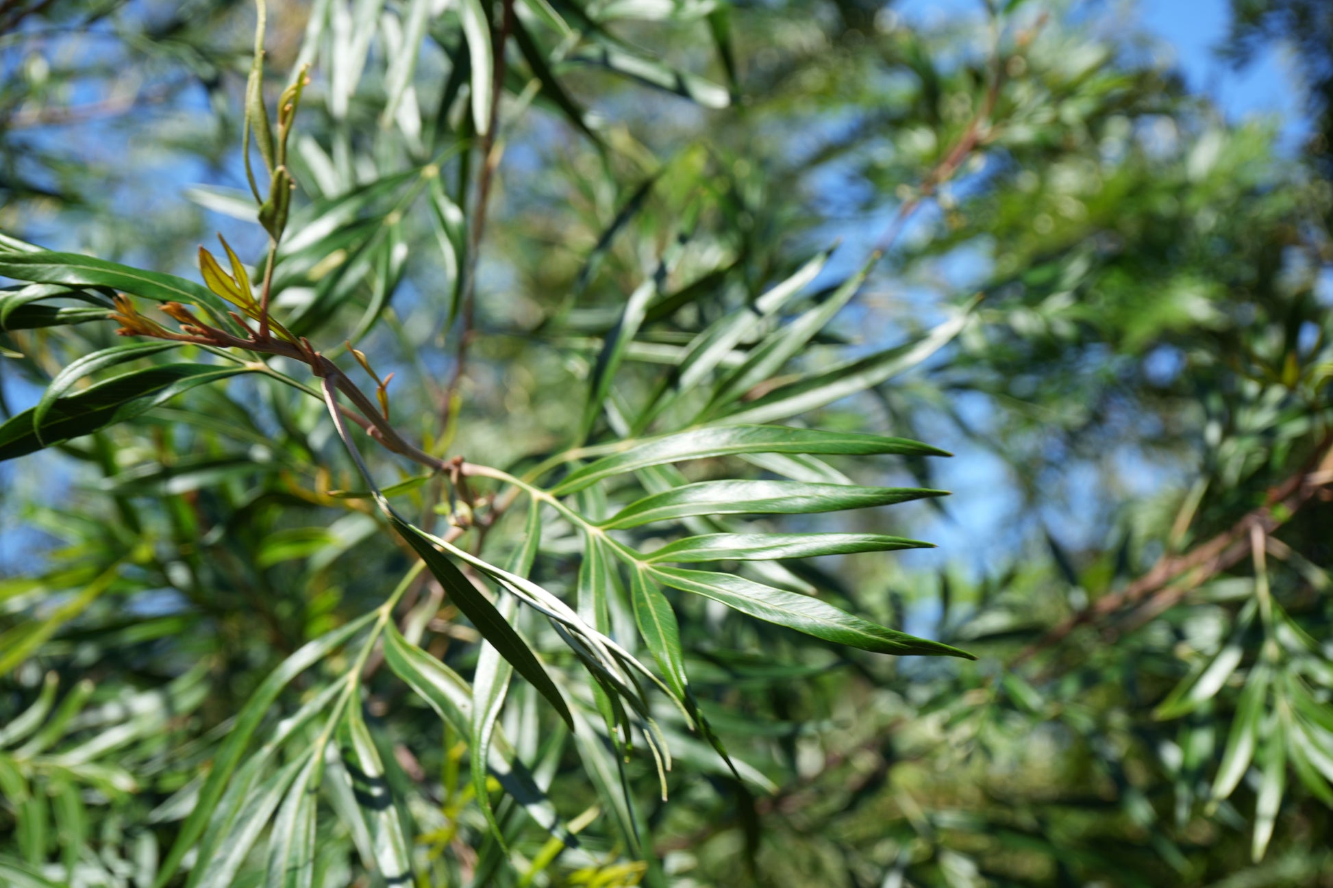 Close-up of shiny green Grevillea banksii leaves with blurred blue sky background