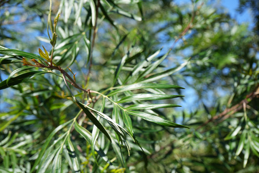 Close-up of shiny green Grevillea banksii leaves with blurred blue sky background