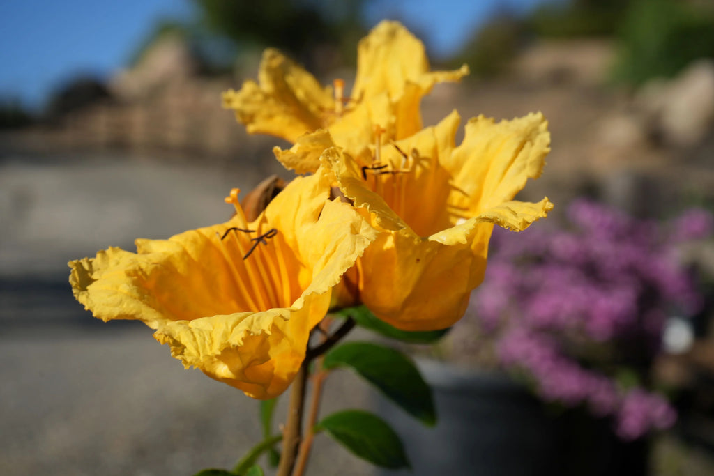 Bright yellow Spathodea tulip tree flowers with ruffled petals in outdoor garden light
