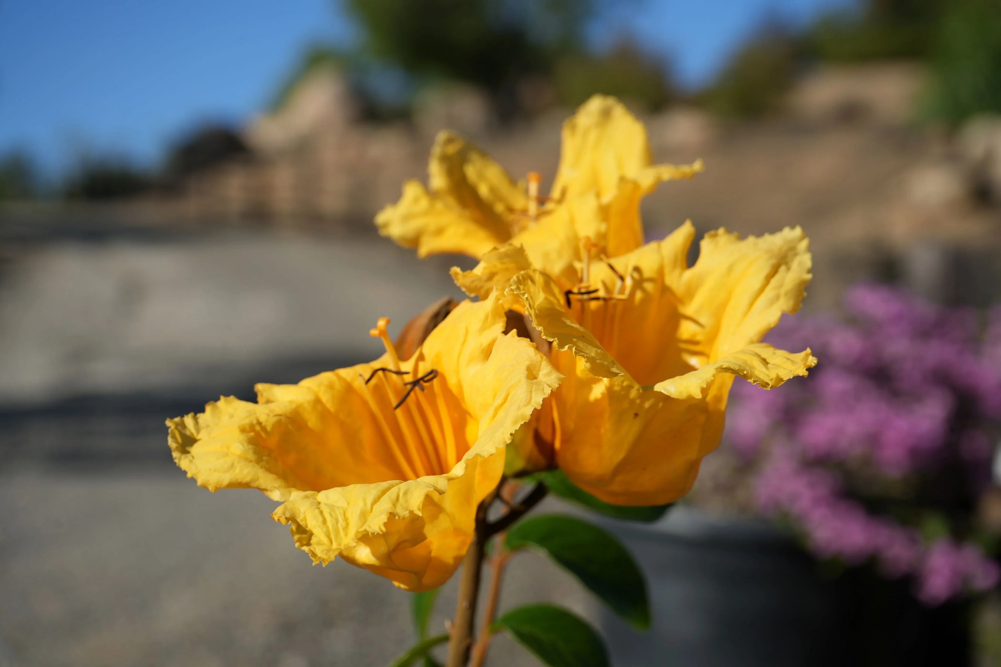 Close-up of bright yellow Spathodea campanulata flowers outdoors with green leaves