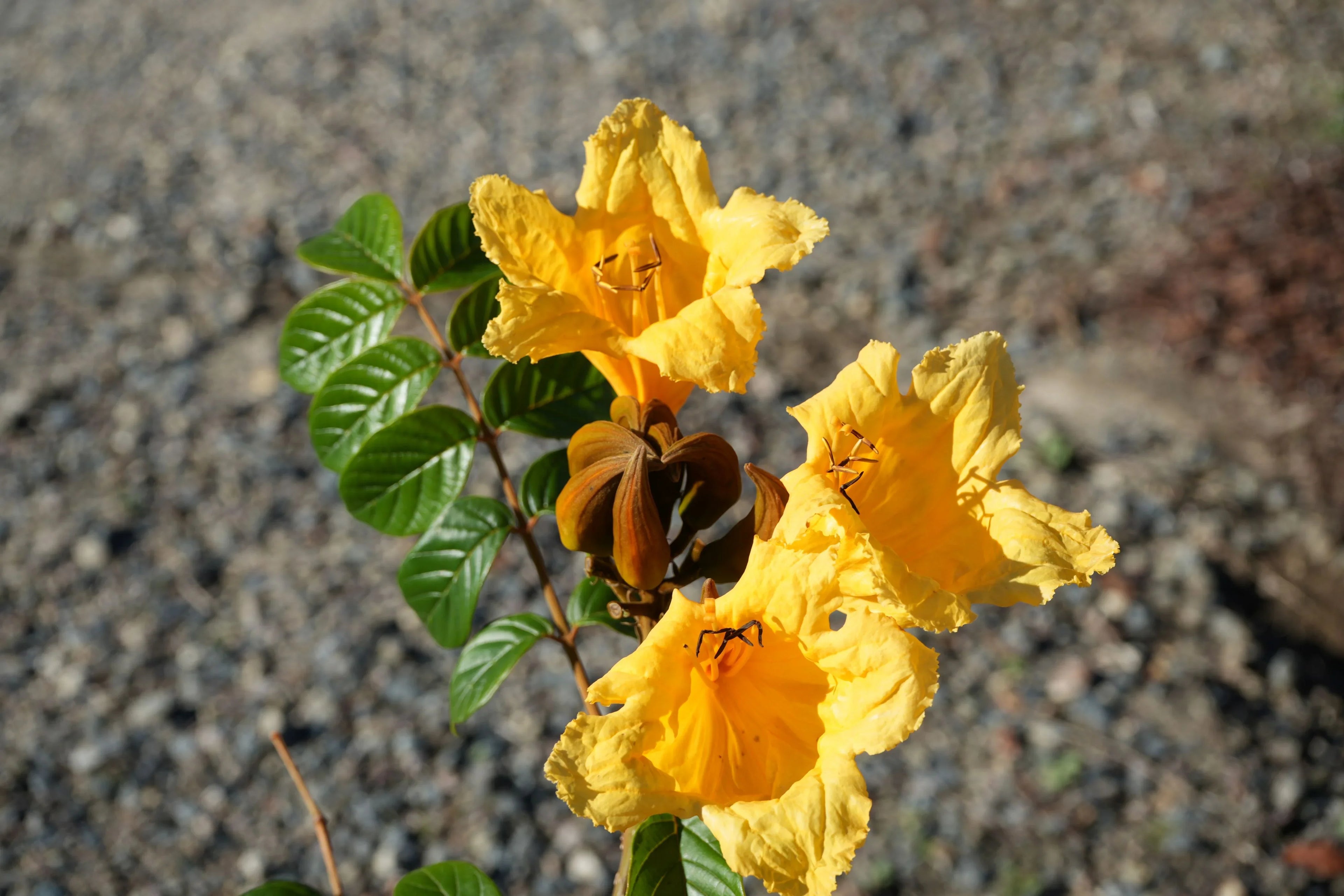 Bright yellow Spathodea campanulata African tulip flowers with glossy green leaves outdoors