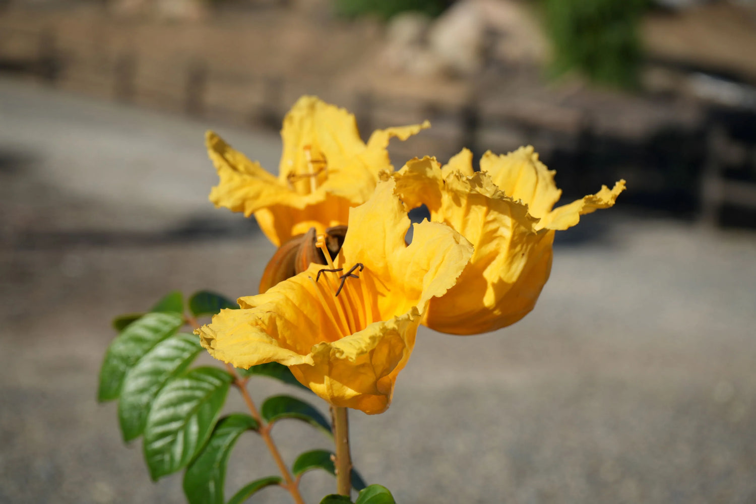 Close-up of vibrant yellow Spathodea flower with glossy green leaves outdoors