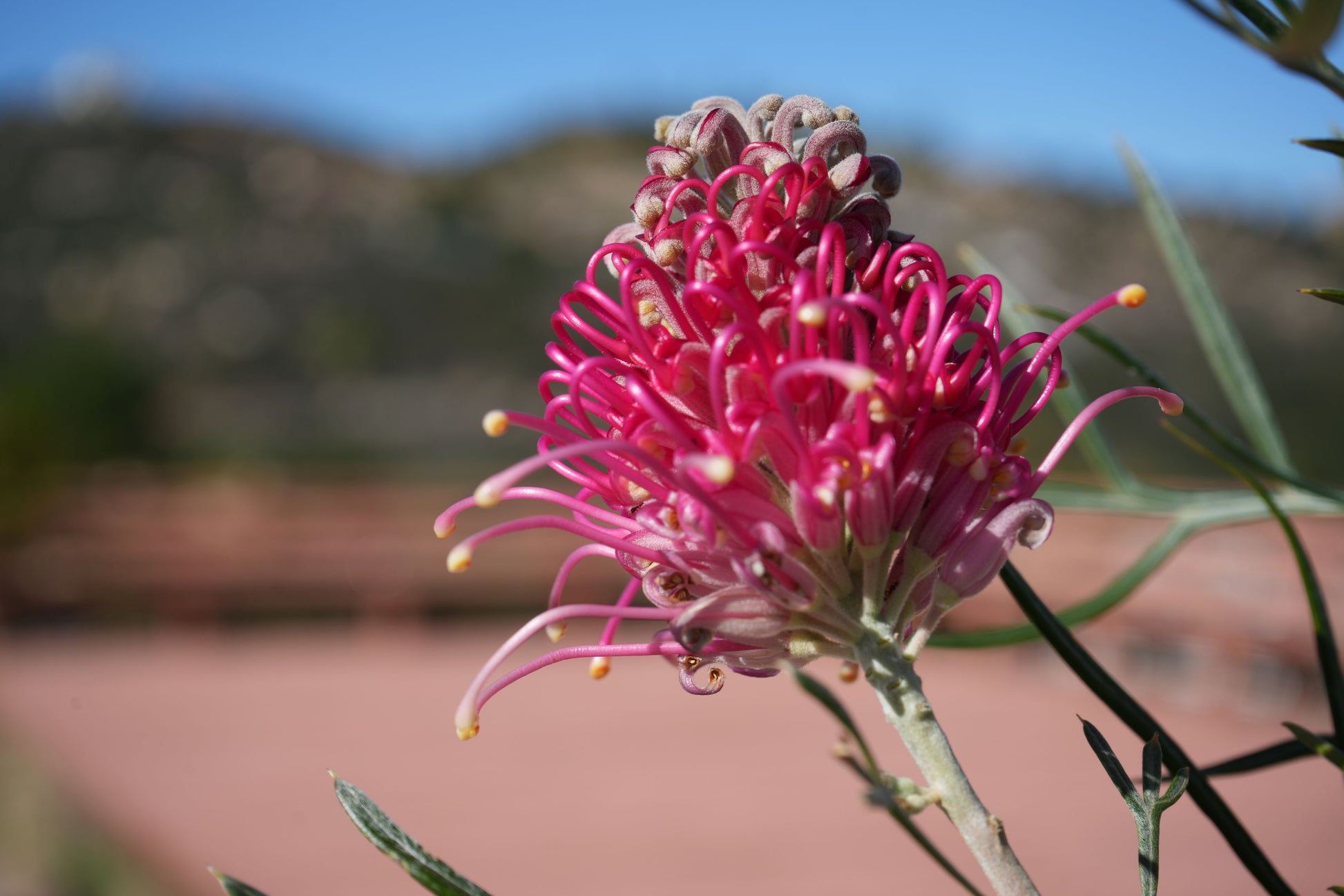 Close-up of bright pink Grevillea Sylvia flower with blurred garden and blue sky background