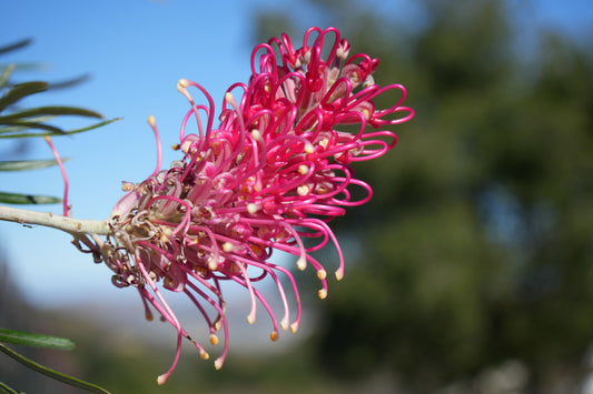 Close-up of vibrant pink Grevillea Sylvia flower with slender curls against a blue sky