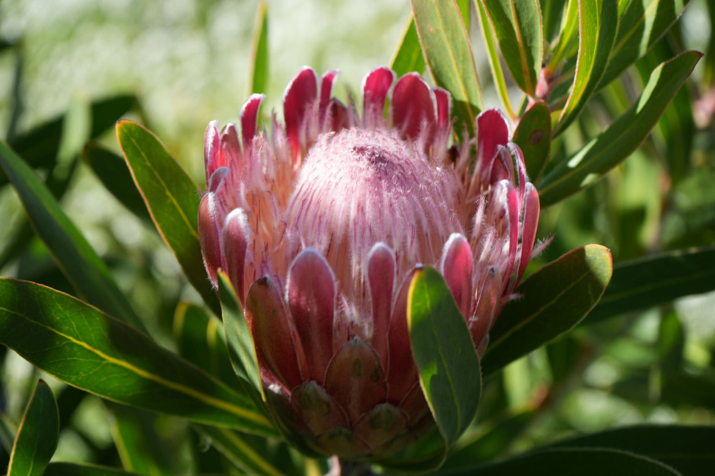 Protea 'Claire': Cultivate the Exotic Protea Plants in Your Garden