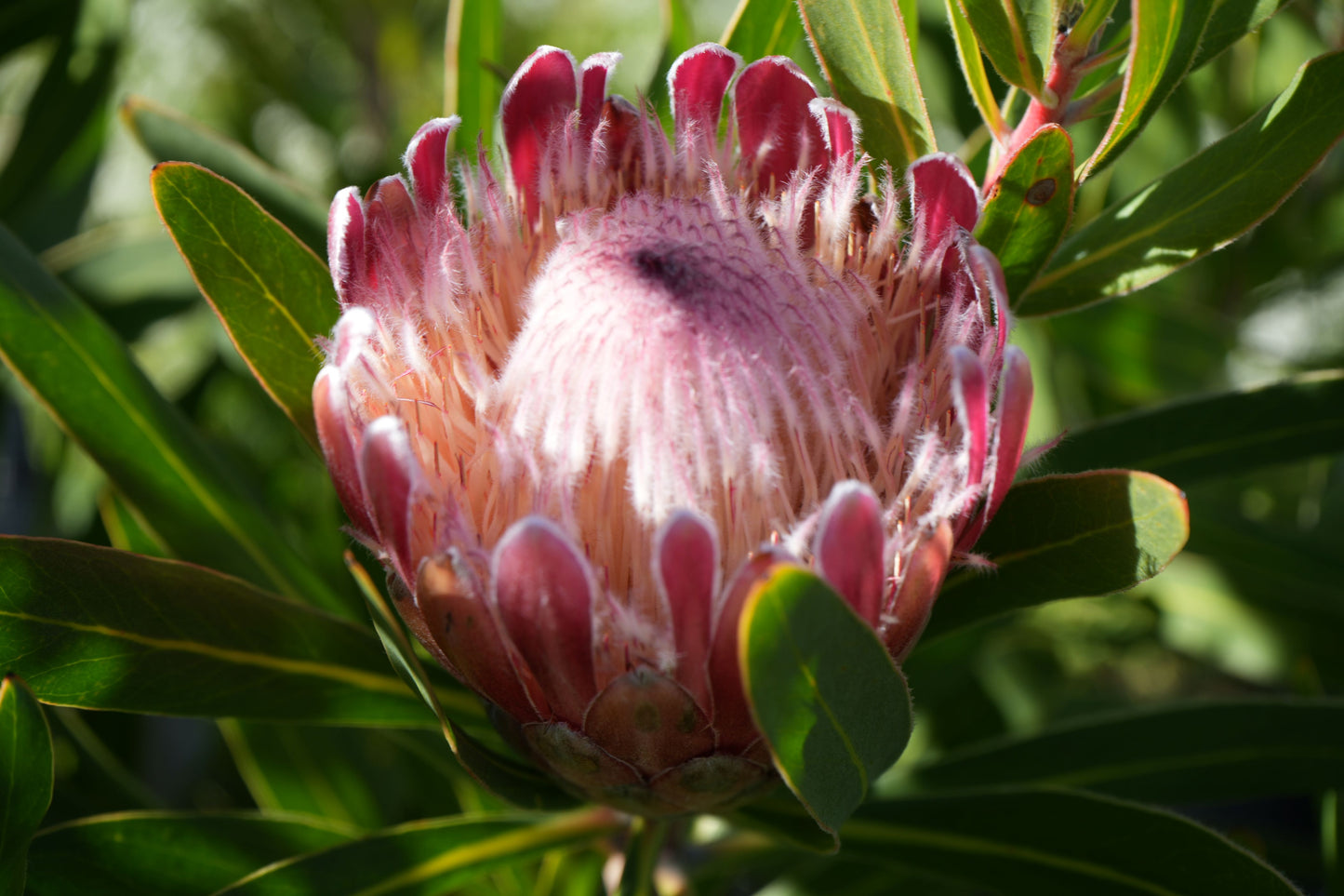 Protea 'Claire': Cultivate the Exotic Protea Plants in Your Garden
