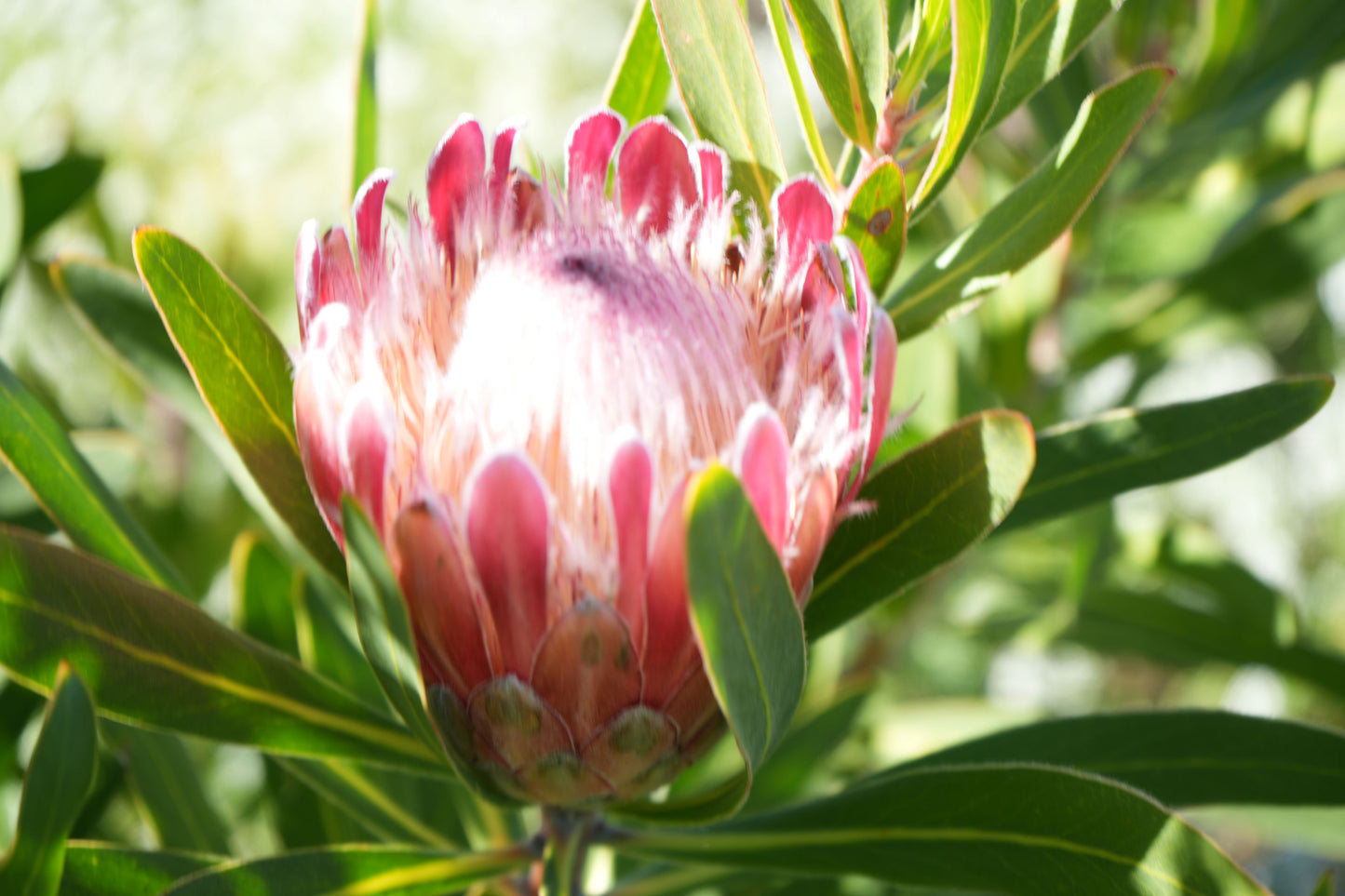 Protea 'Claire': Cultivate the Exotic Protea Plants in Your Garden