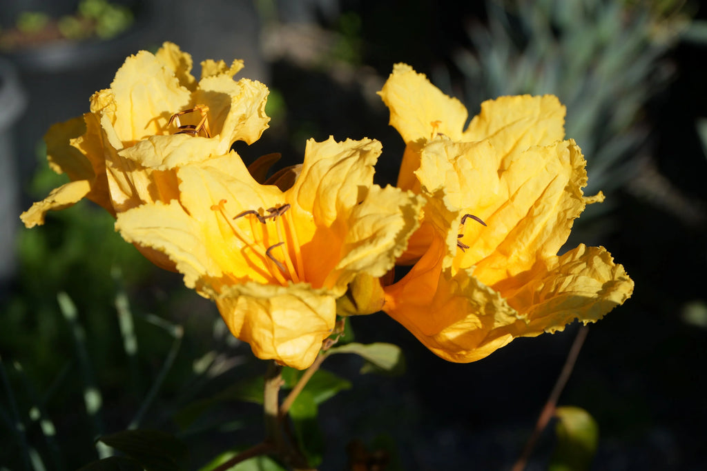 Bright yellow Spathodea campanulata tropical flowers in sunlight