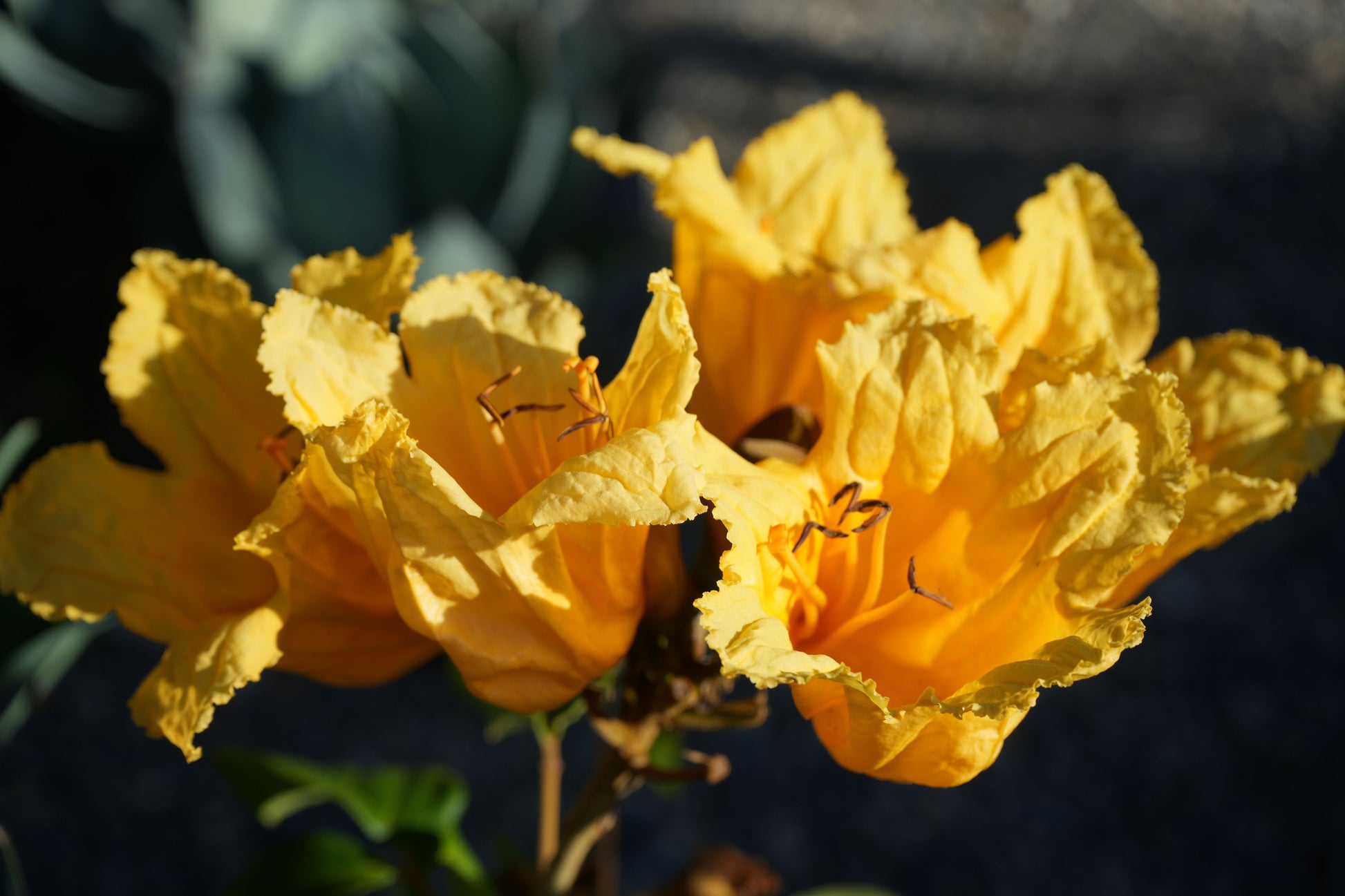 Close-up of vibrant yellow Spathodea campanulata flowers with ruffled petals and long stamens in sunlight