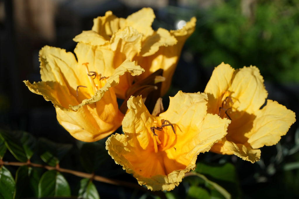 Close-up of bright yellow Spathodea campanulata African tulip tree flowers outdoors