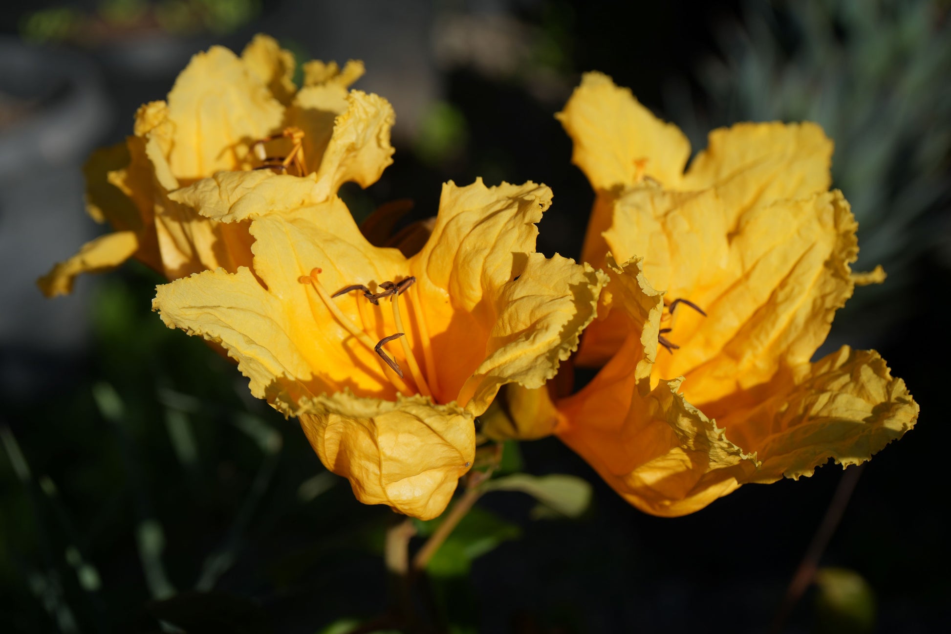Close-up of vibrant yellow Spathodea flowers with ruffled petals and dark background