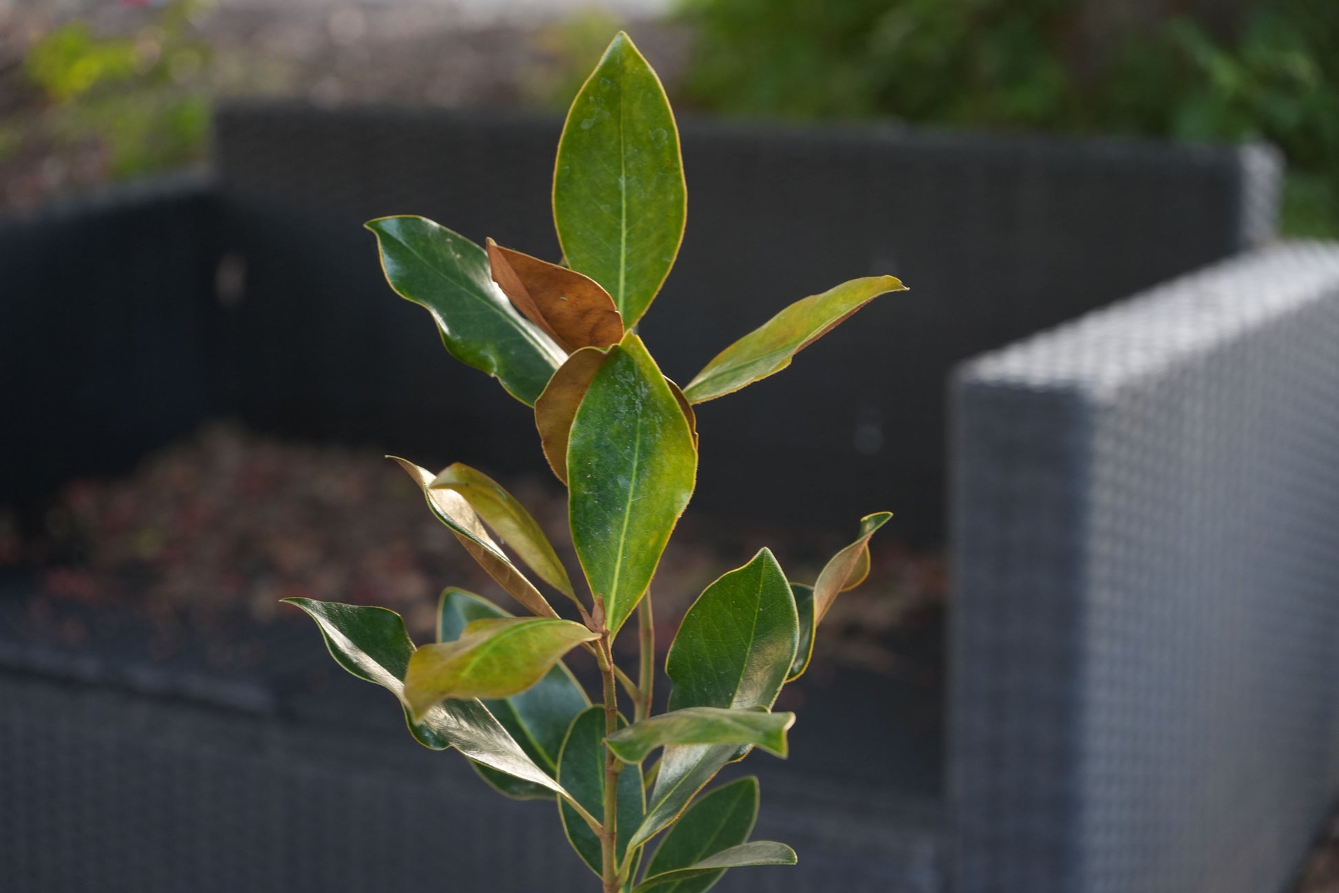 Close-up of Magnolia Little Gem evergreen leaves with wicker outdoor sofa in background
