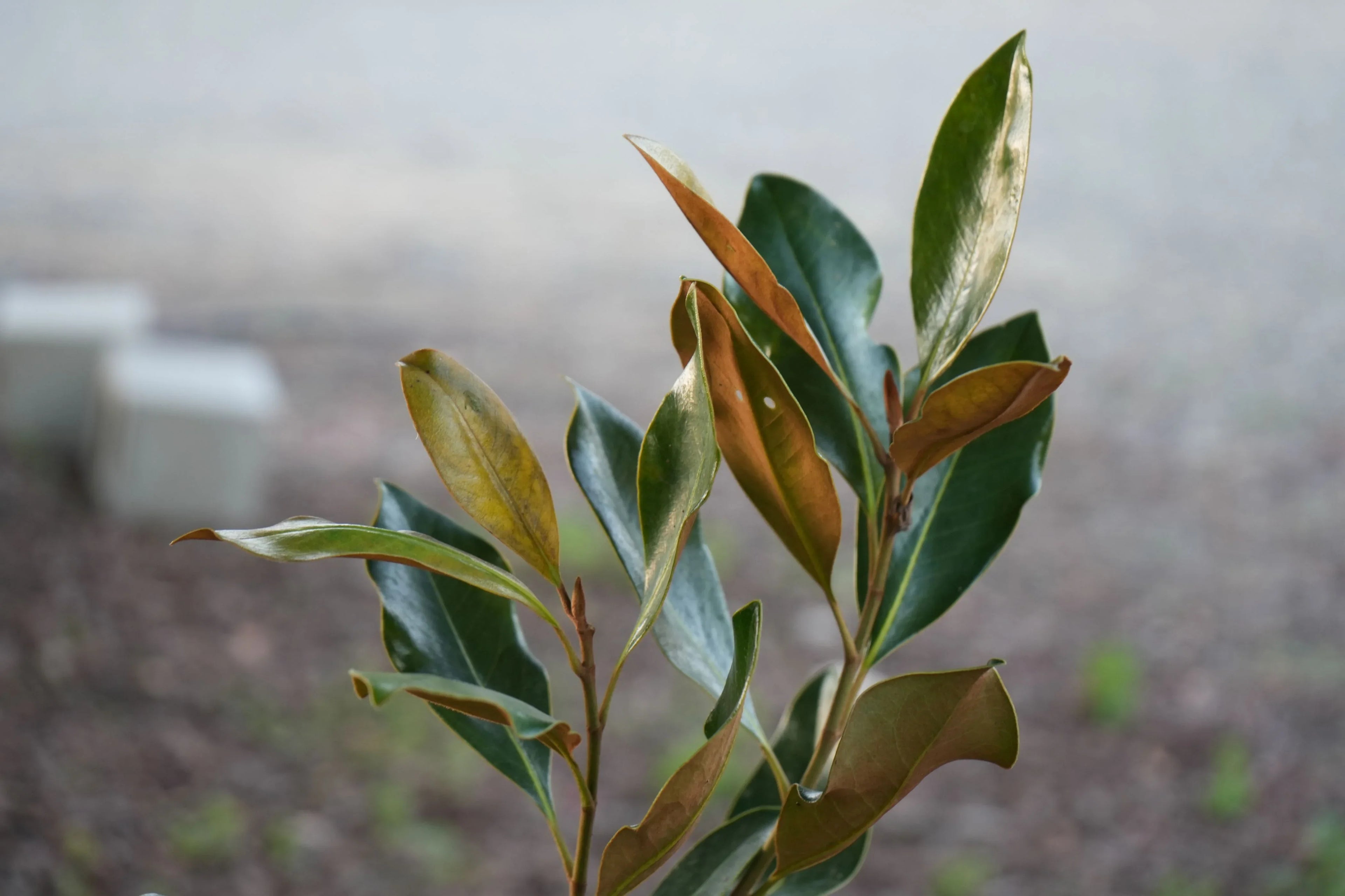 Magnolia Little Gem plant with glossy green and brown leaves outdoors