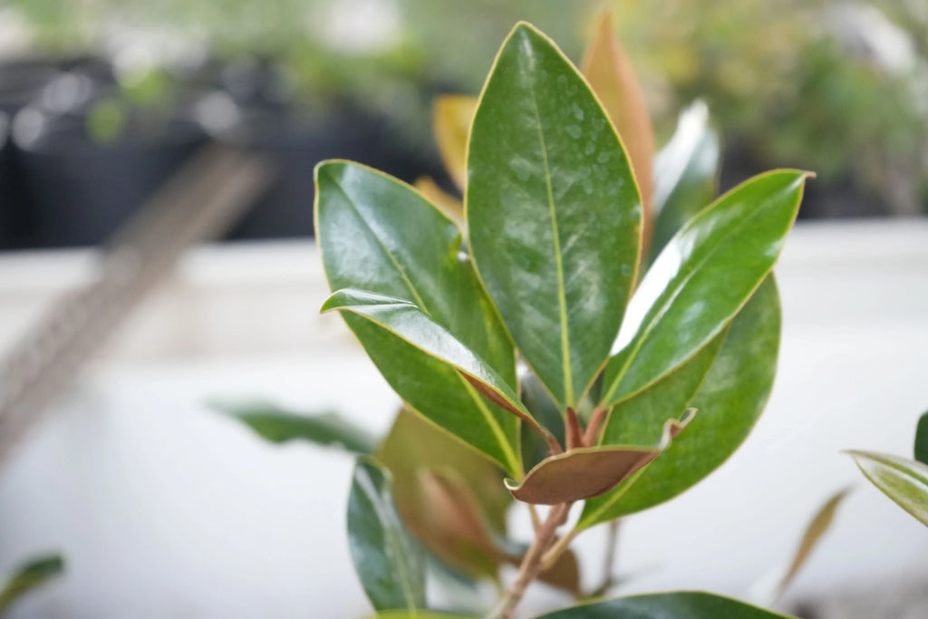 Magnolia Little Gem plant with glossy green leaves in bright indoor light