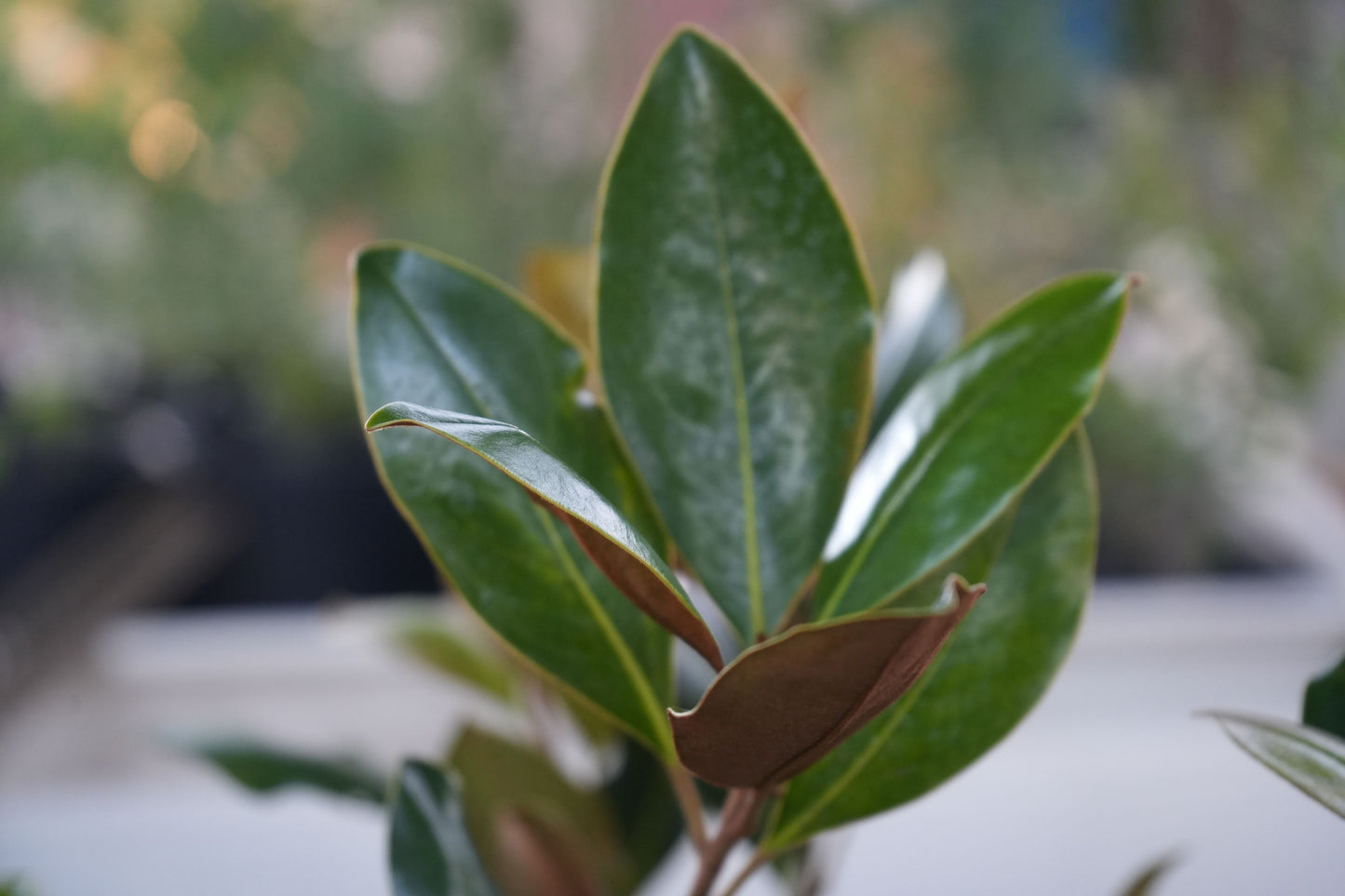 Close-up of glossy green magnolia Little Gem leaves with brown undersides in soft natural light