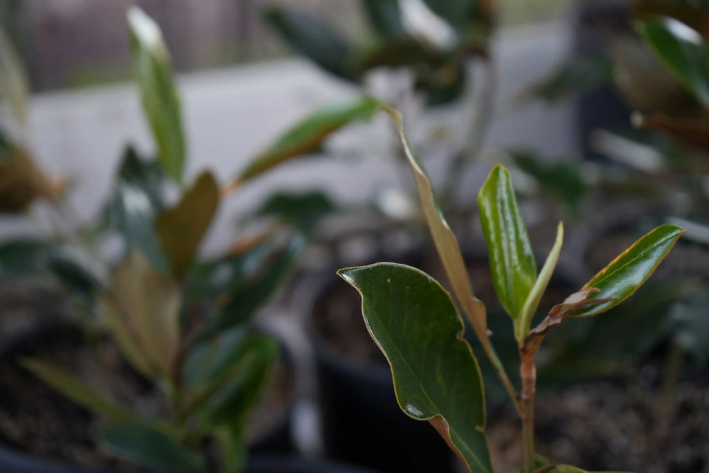 Magnolia Little Gem transplant with glossy green leaves in a nursery pot