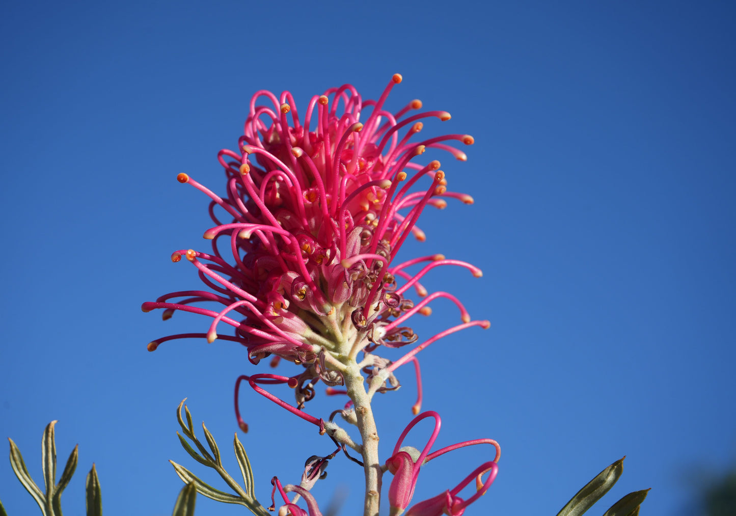 Grevillea ‘Sylvia’: Vibrant Rosy-Pink Year-Round Bloomer | Hardy Australian Bird Attractor