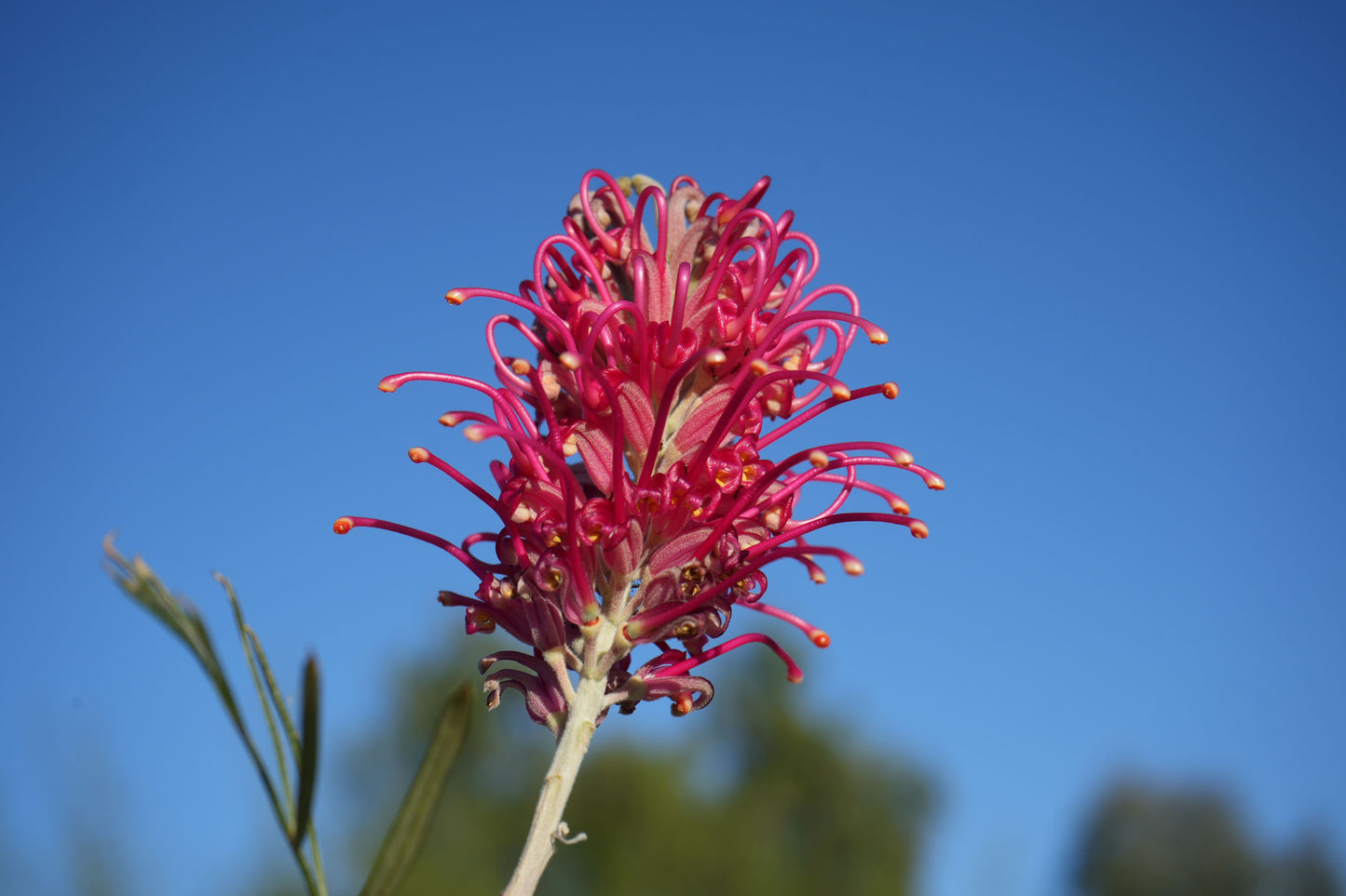 Grevillea ‘Sylvia’: Vibrant Rosy-Pink Year-Round Bloomer | Hardy Australian Bird Attractor