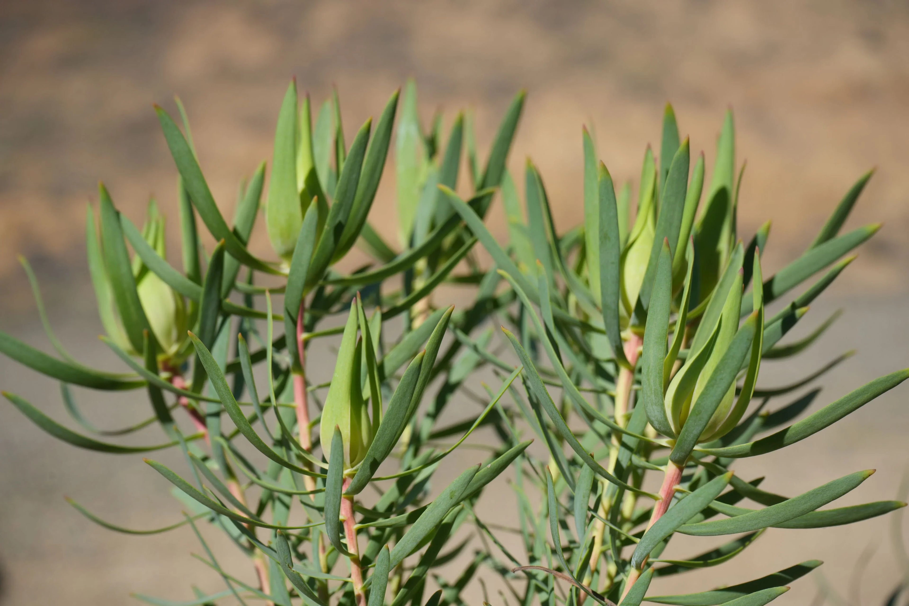 Leucadendron Inca Gold protea plant with vibrant green foliage in natural sunlight