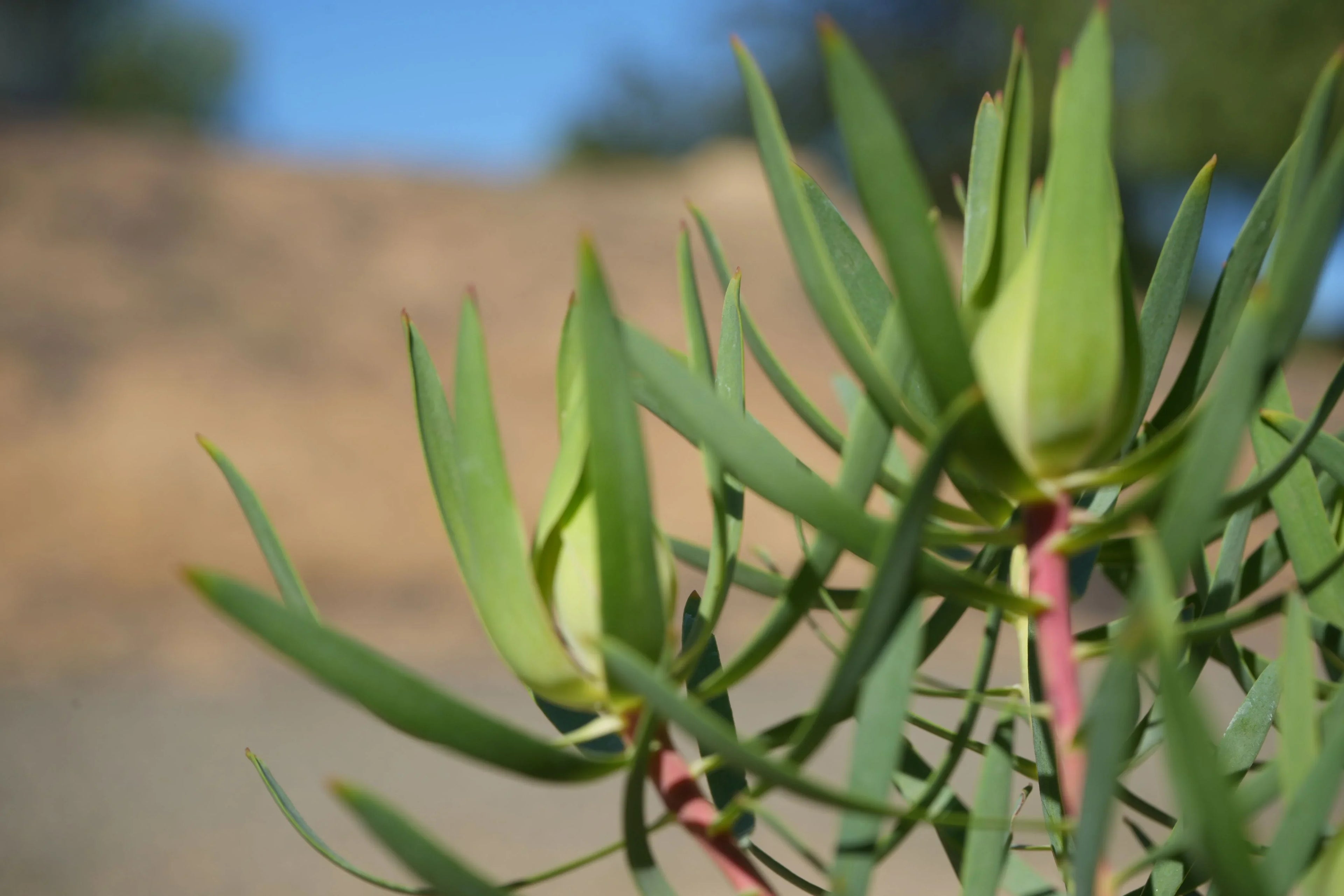 Leucadendron Inca Gold plant with green foliage in natural sunlight