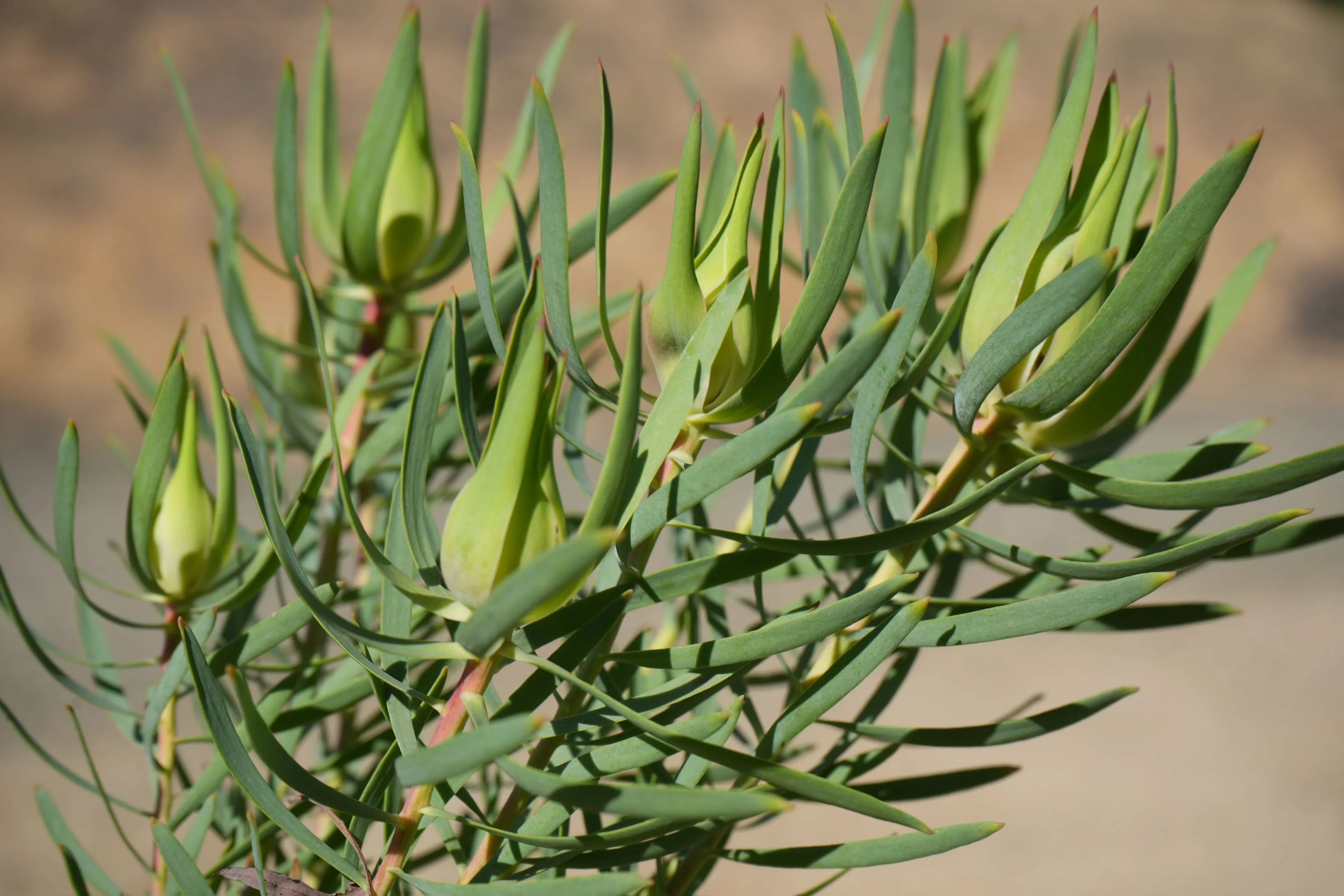 Leucadendron Inca Gold plant with green cone-shaped bracts and slender leaves outdoors