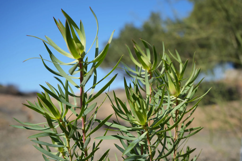 Leucadendron Inca Gold plant with green pointed leaves in a sunny outdoor garden