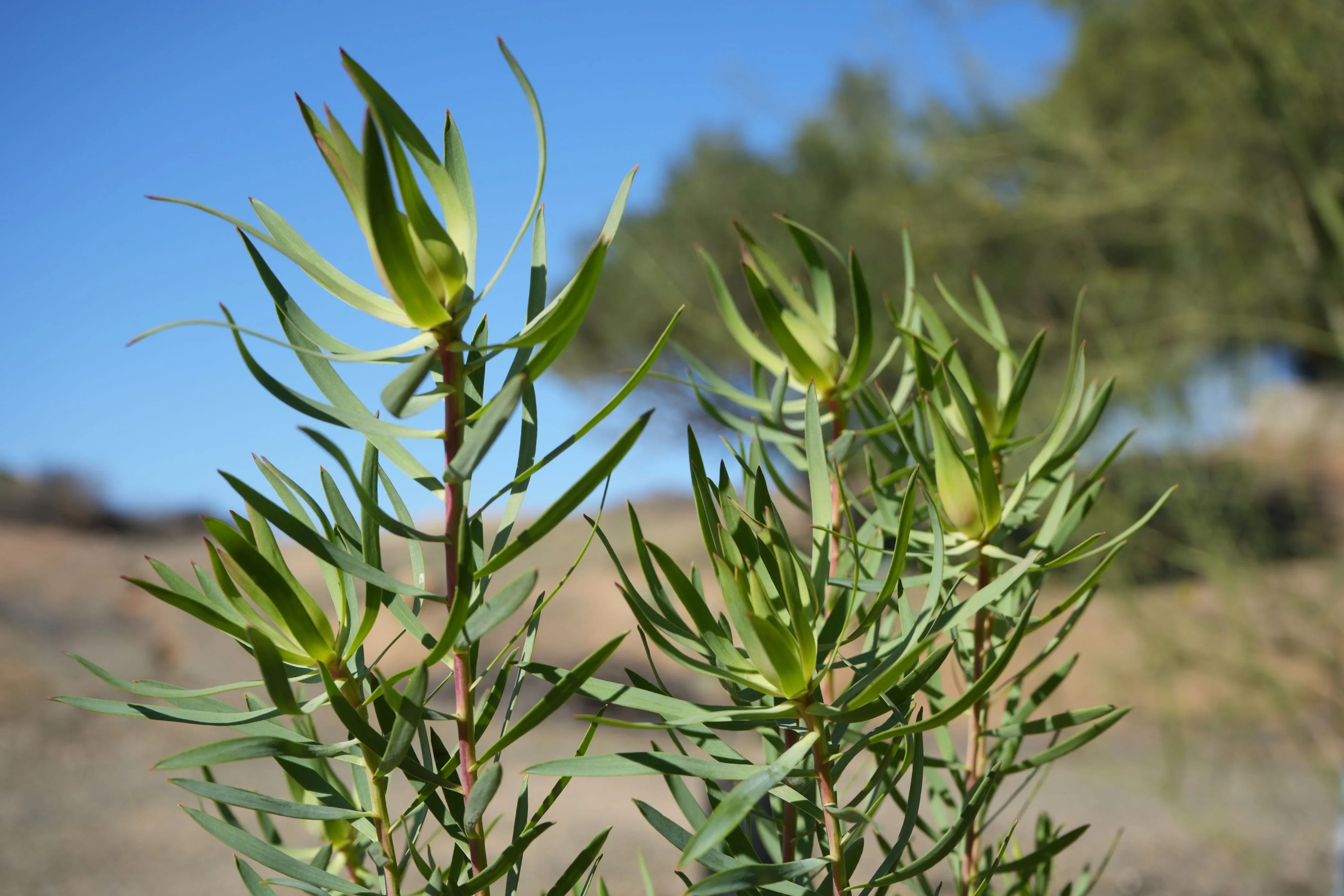 Leucadendron Inca Gold plant with green pointed leaves in a sunny outdoor garden