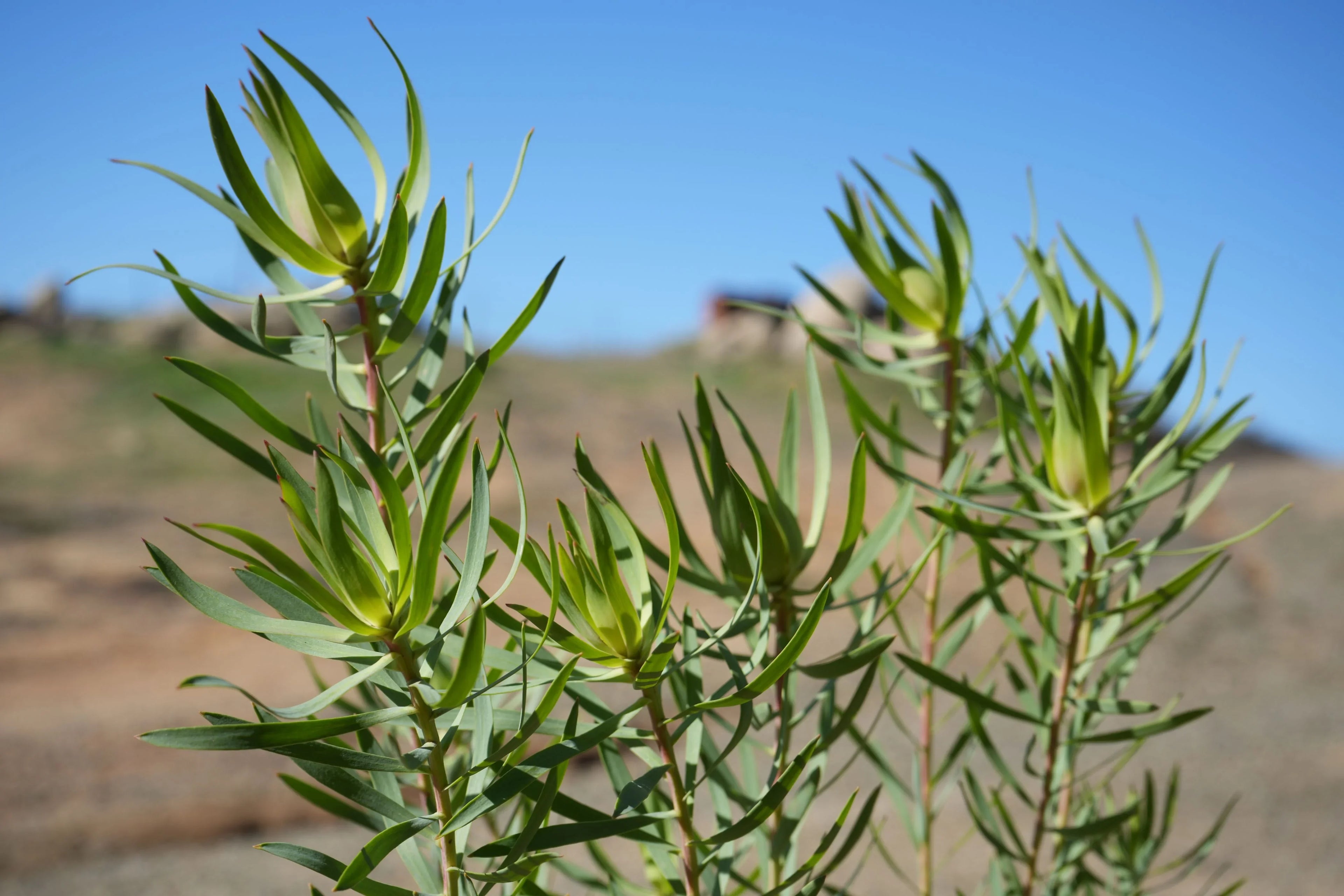 Leucadendron Inca Gold plant with green foliage in a sunny outdoor landscape