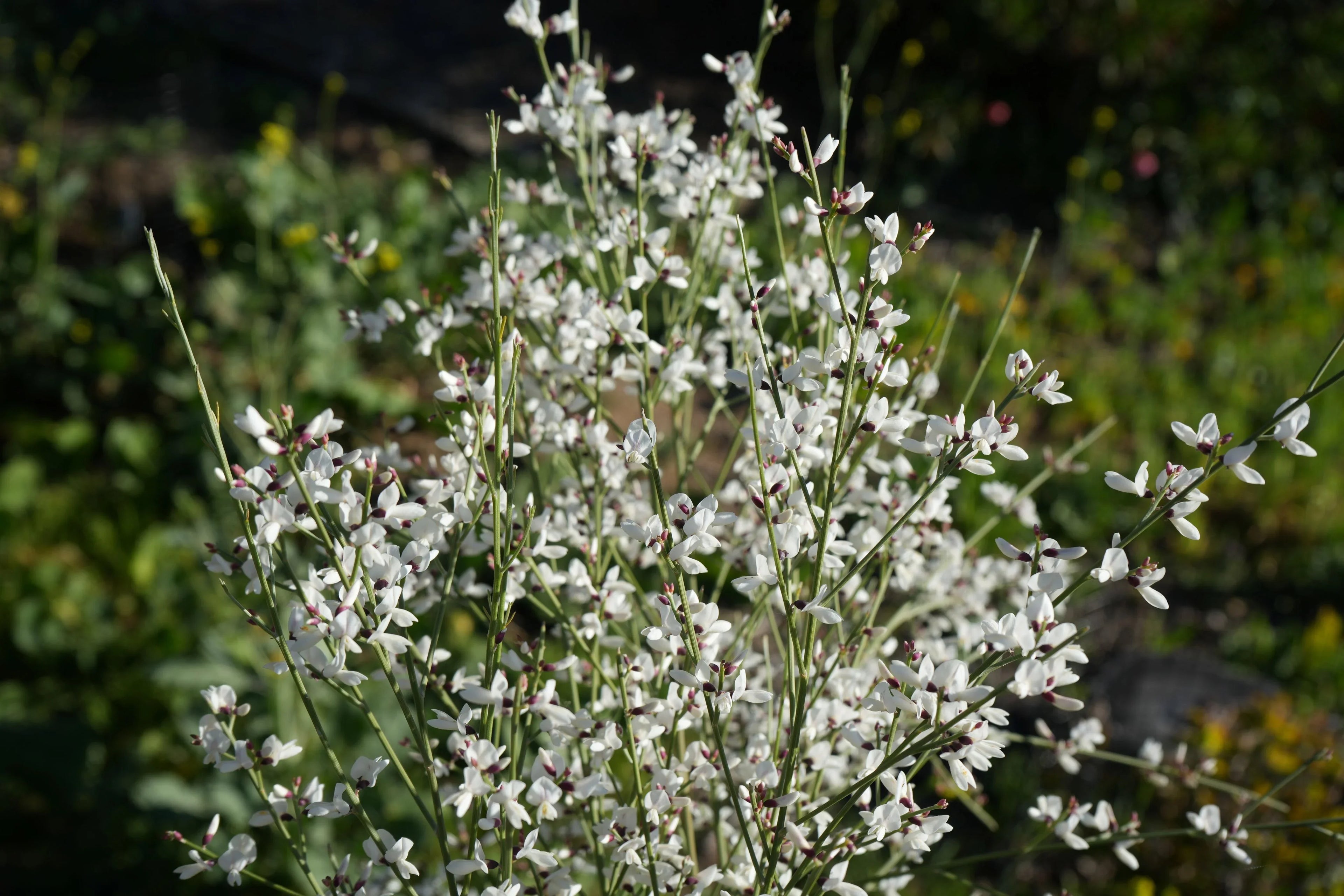 Close-up of blooming Genista plant with delicate white flowers outdoors