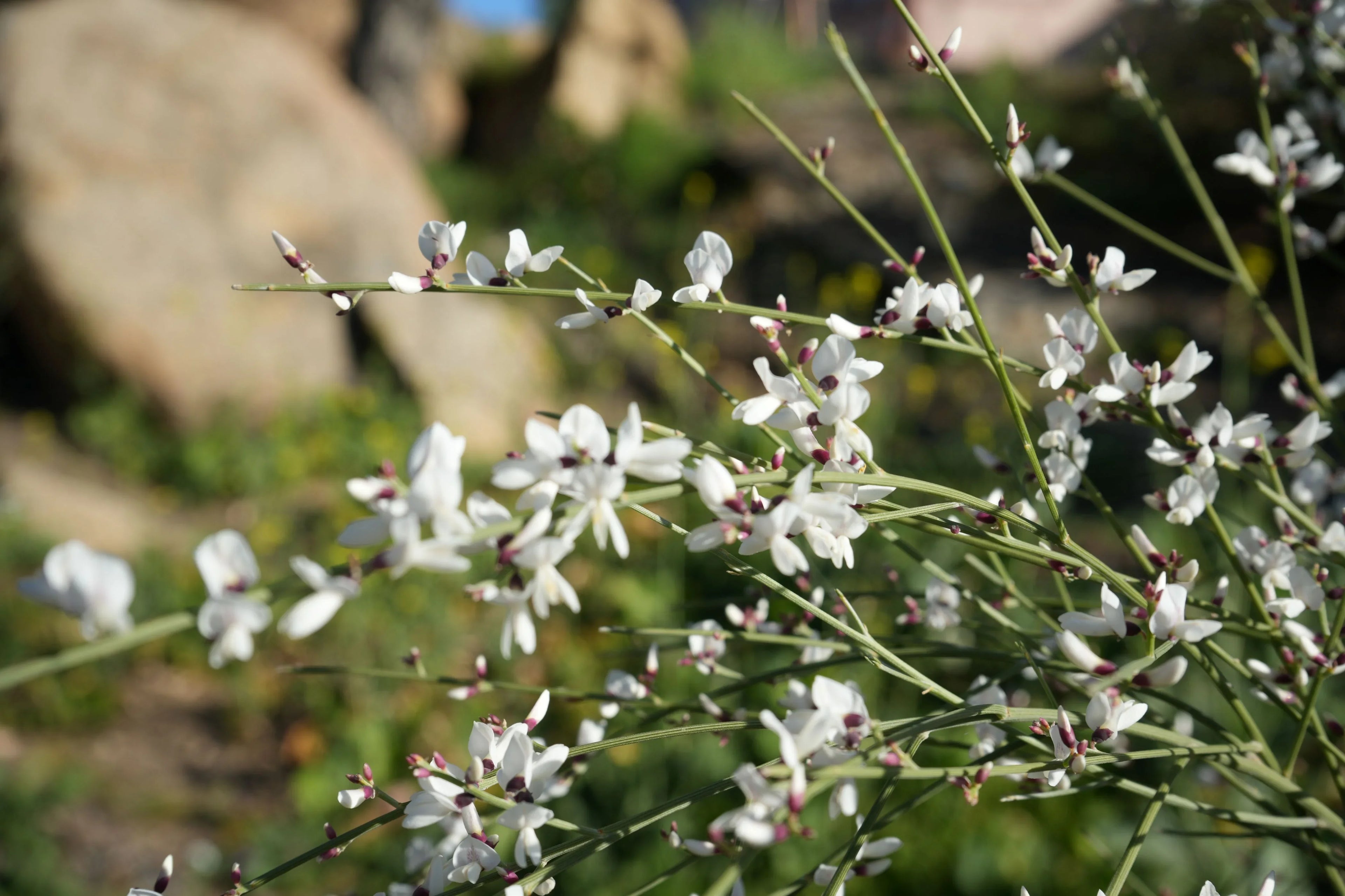 Genista plant with slender stems and small white flowers outdoors in sunlight