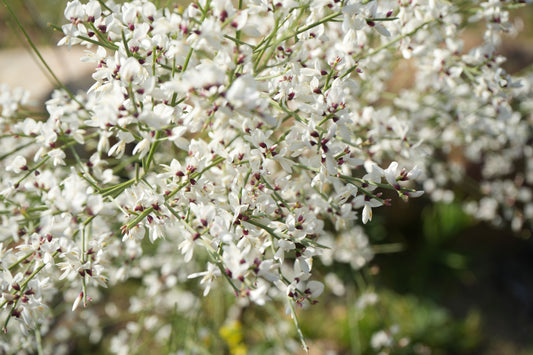 Genista plant with clusters of small white flowers and green stems in sunlight