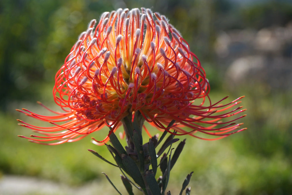 Close-up of an orange Leucospermum Blanche Ito pincushion protea flower outdoors