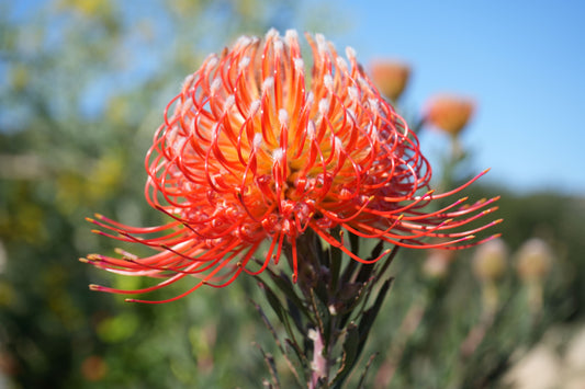 Fresh Cut Leucospermum ‘Blanche Ito’ —