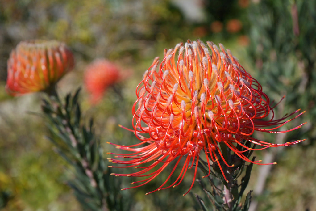Leucospermum Blanche Ito pincushion protea with striking orange-red petals in garden