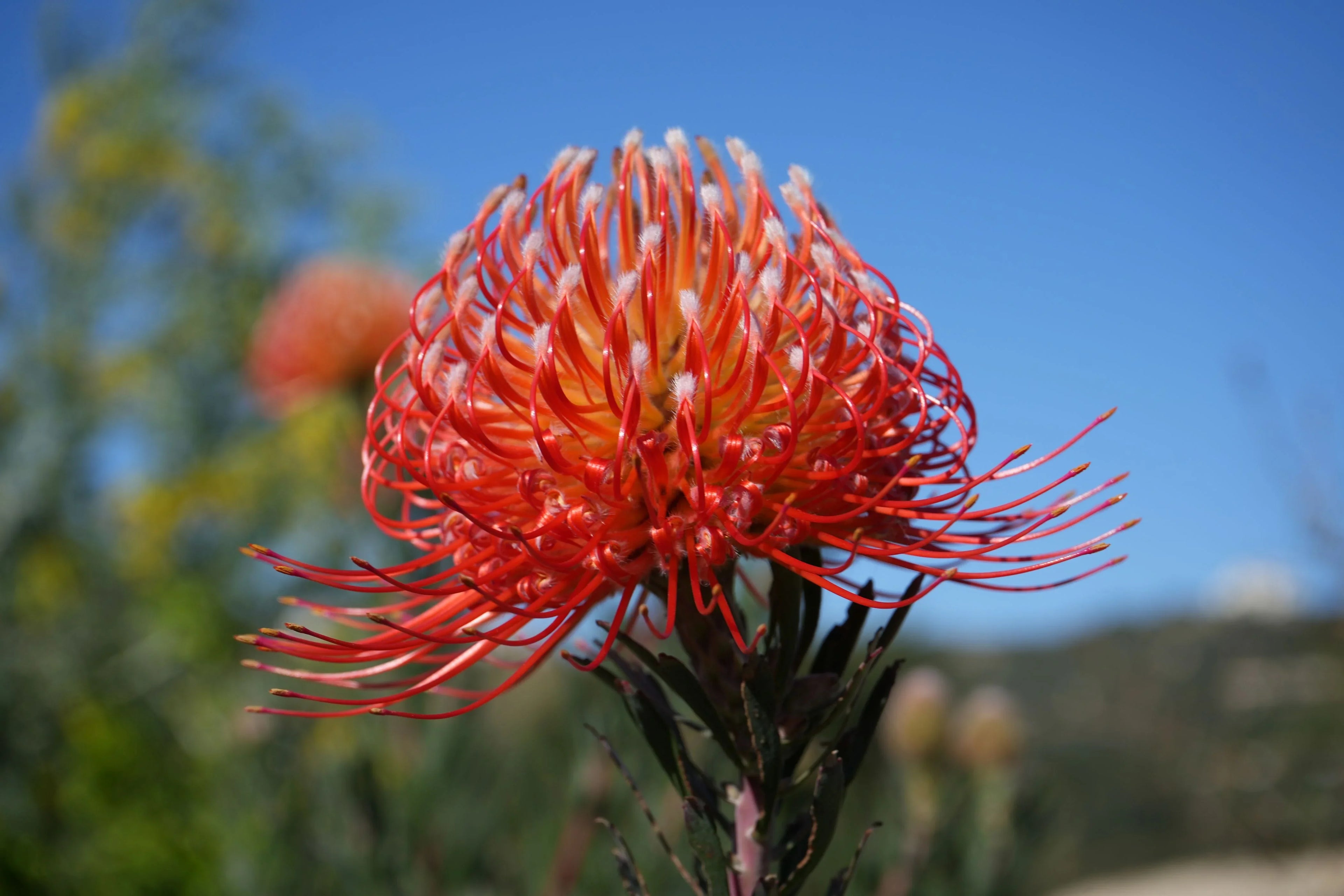 Leucospermum Blanche Ito pincushion protea flower with vibrant orange petals outdoors
