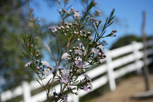 Fresh Cut Waxflower — Chamelaucium uncinatum ‘Dancing Queen’