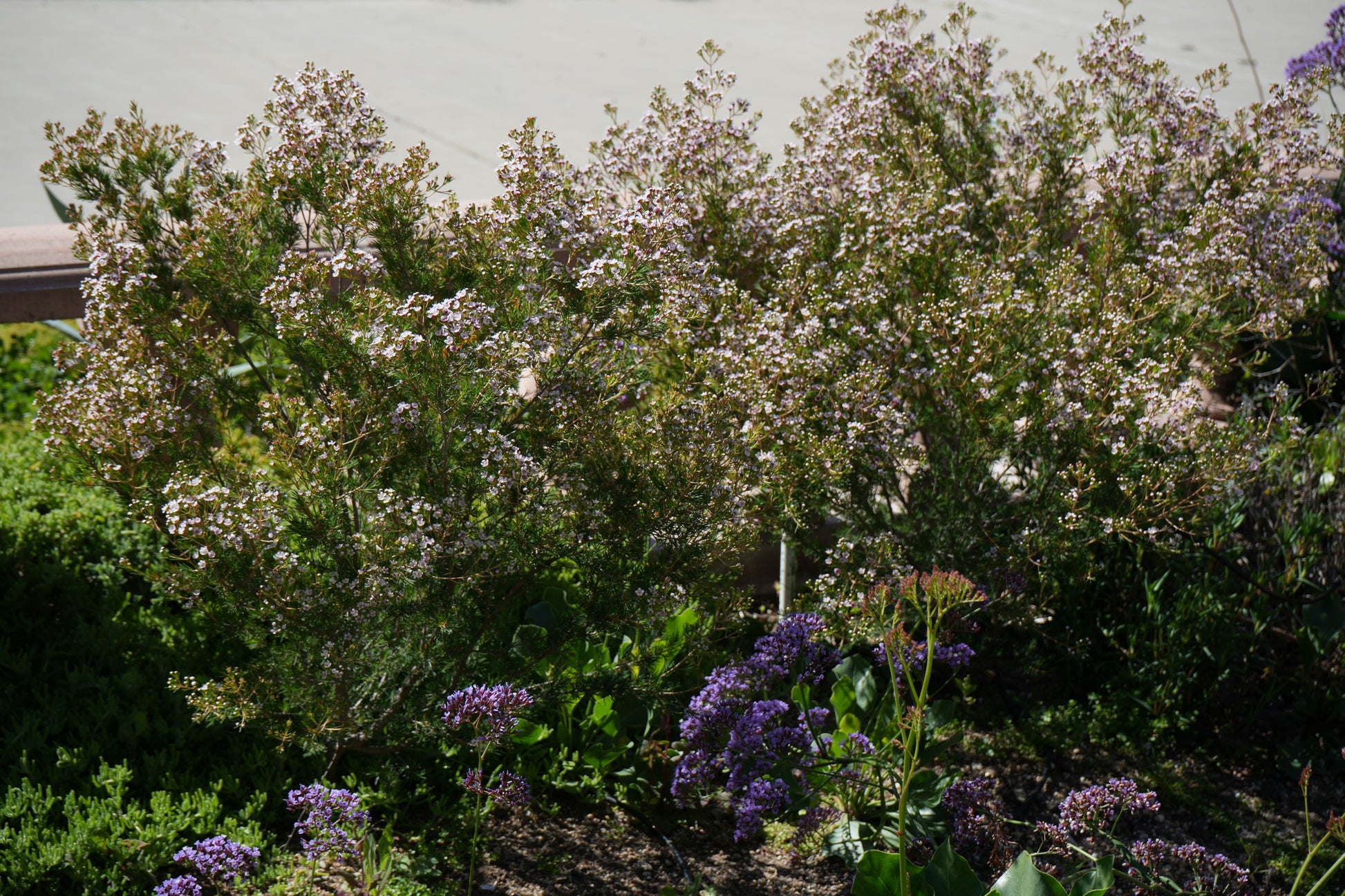 Waxflower Southern Stars shrub with small pink blossoms in a sunny garden setting