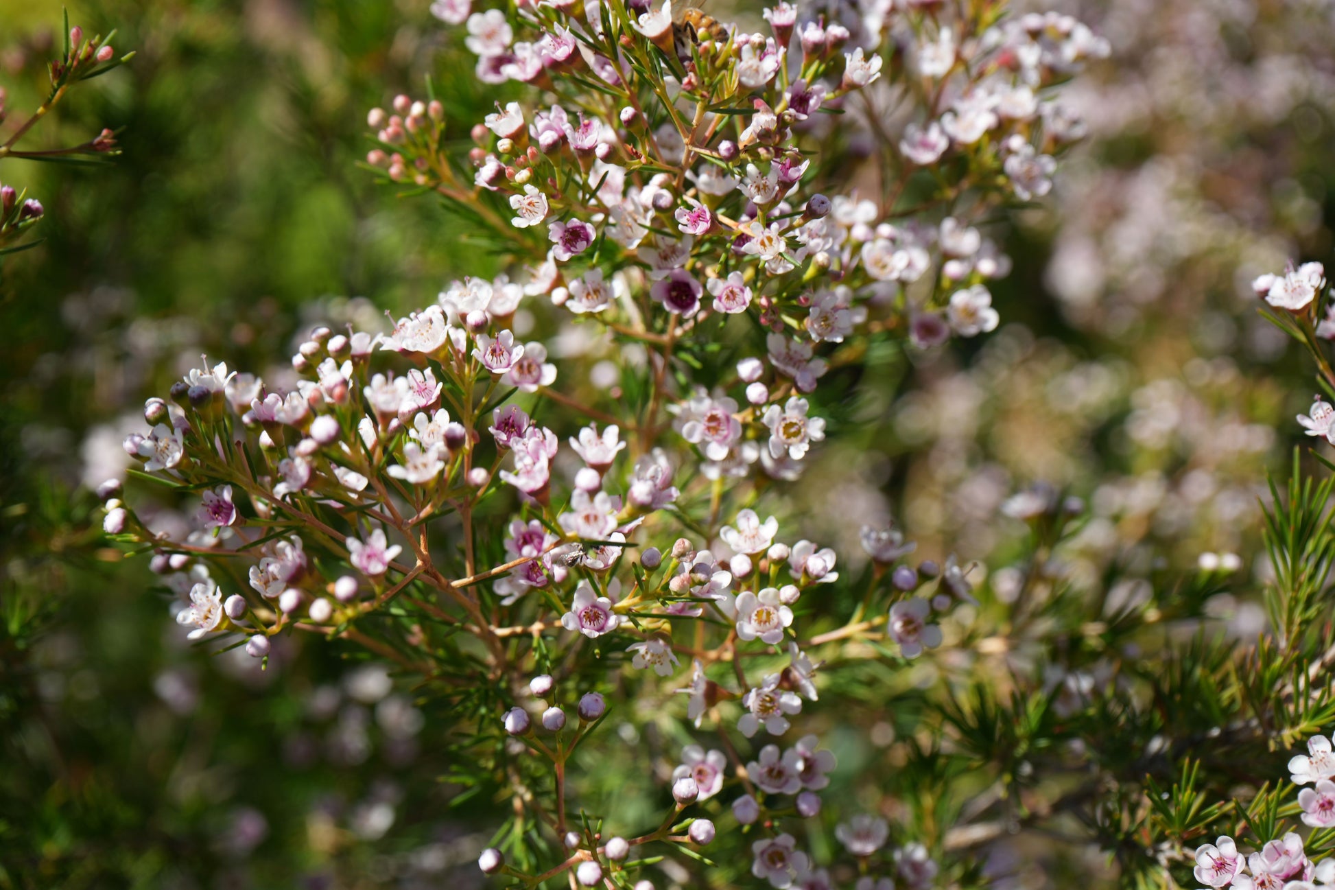 Southern Stars Waxflower plant with clusters of small pink and white blossoms outdoors