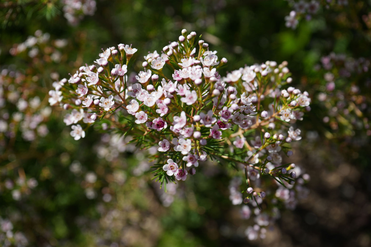 Close-up of Waxflower Southern Stars with clusters of small pink and white blooms outdoors
