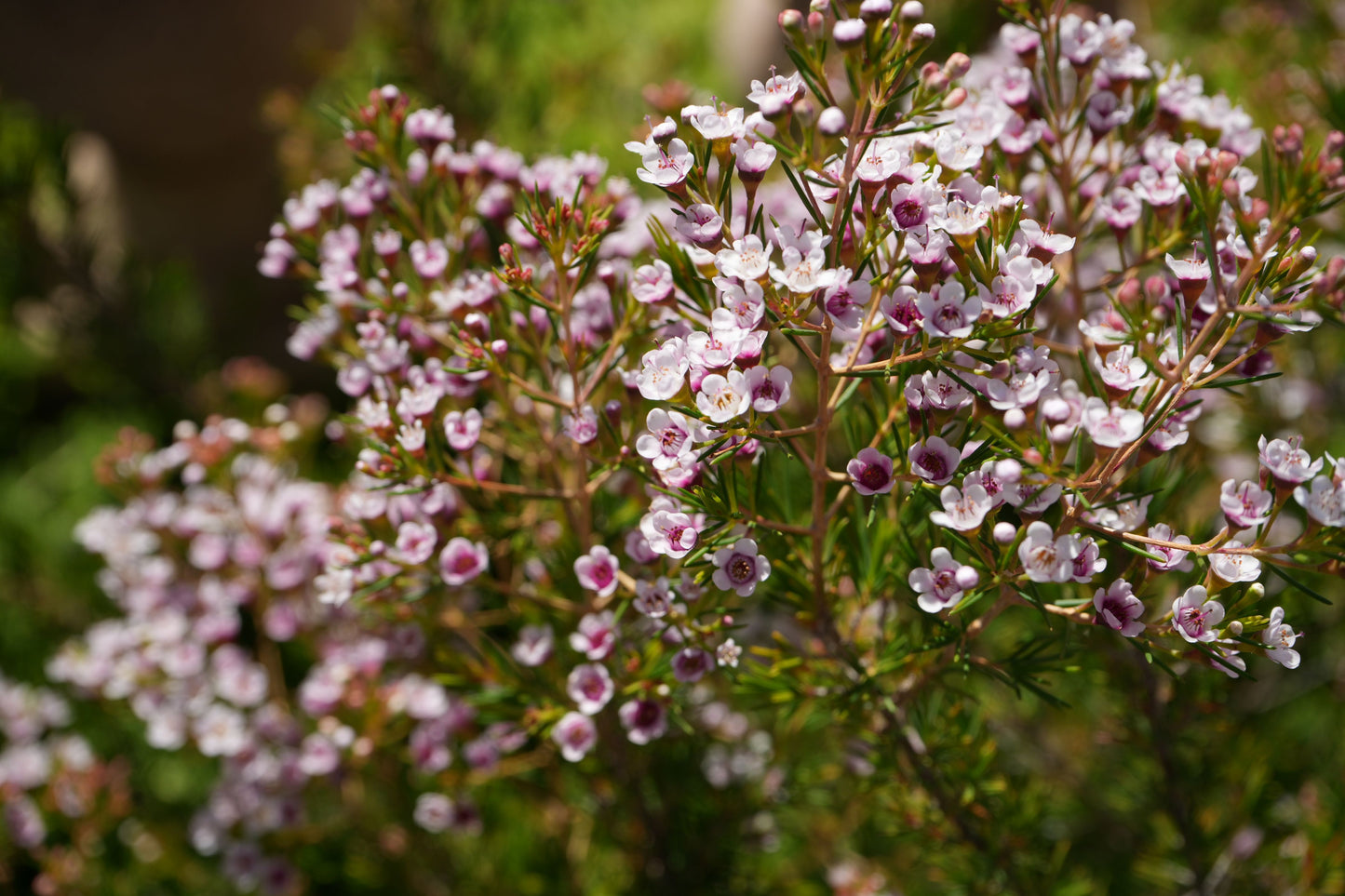 Waxflower Southern Stars with pink and white blooms in a garden setting