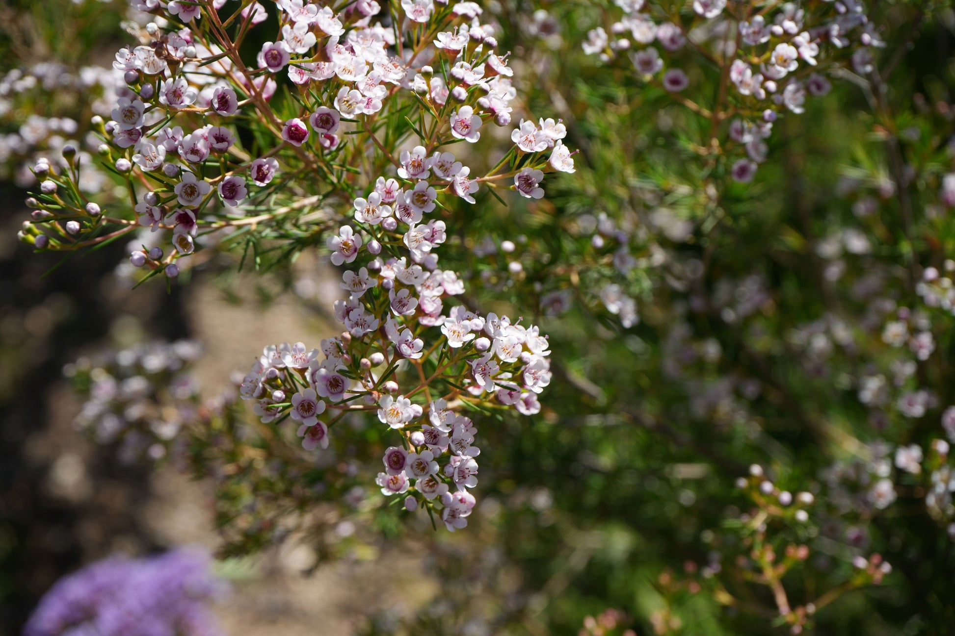 Waxflower Southern Stars with clusters of small pink and white blooms on green foliage