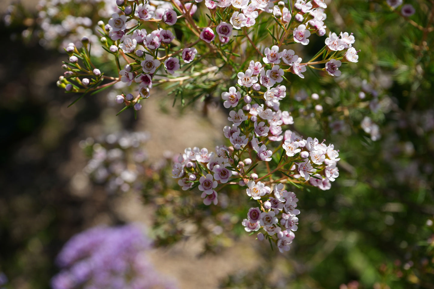 Close-up of blooming Waxflower plant with small pink and white flowers outdoors
