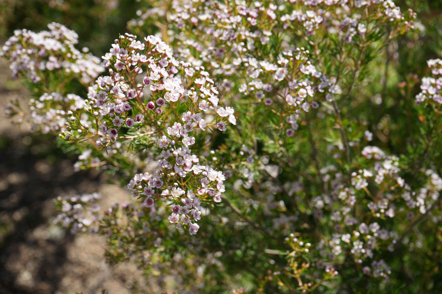 Pink and white waxflower Southern Stars blooming outdoors with green foliage