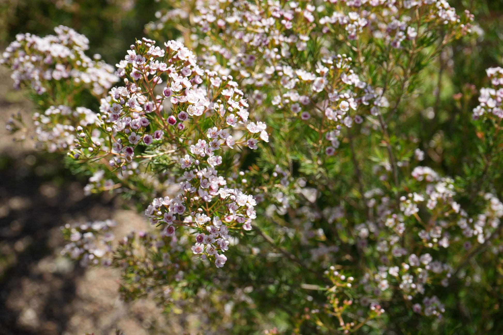 Pink and white waxflower Southern Stars blooming outdoors with green foliage